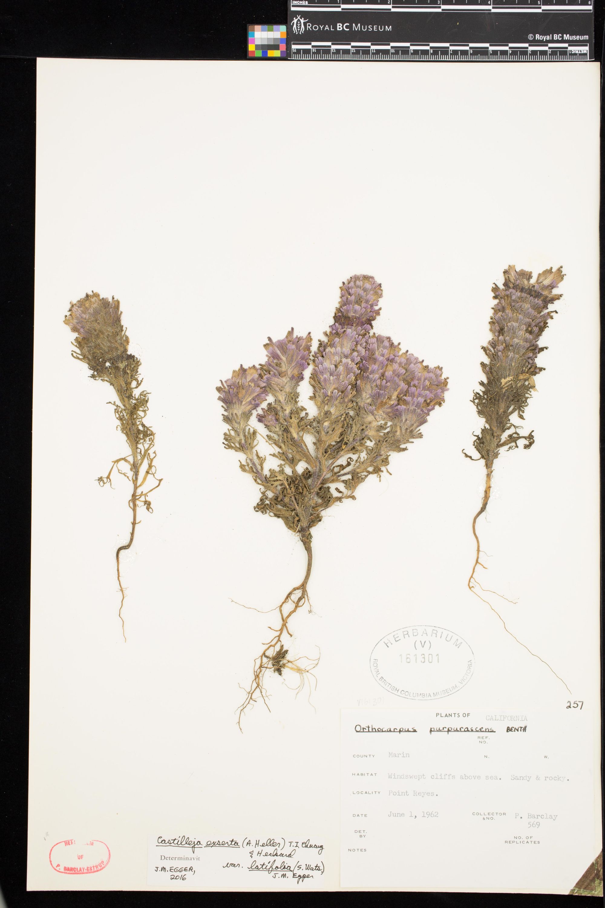 Image representing Castilleja exserta ssp. latifolia.