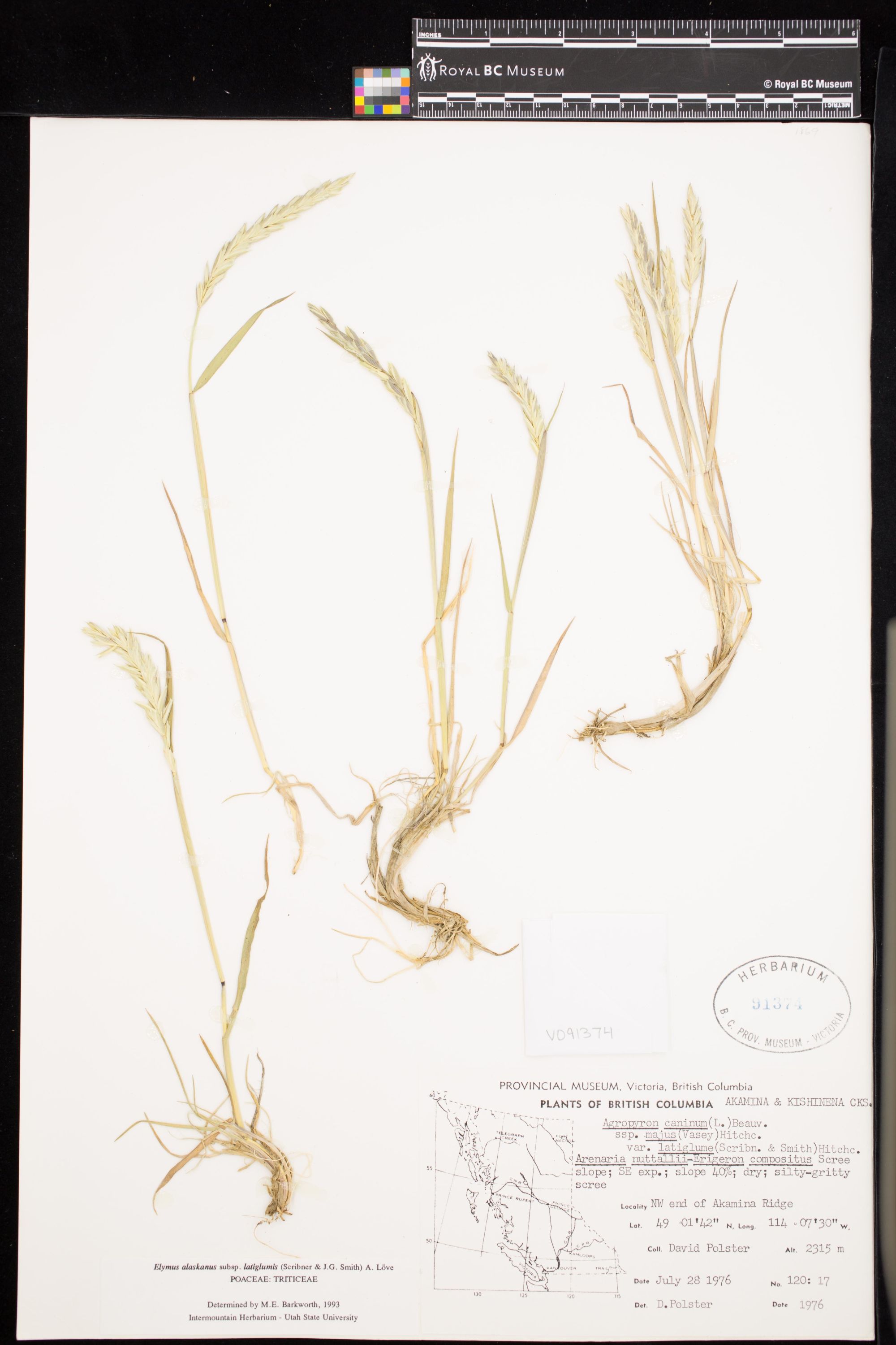 Image representing Elymus alaskanus ssp. latiglumis.