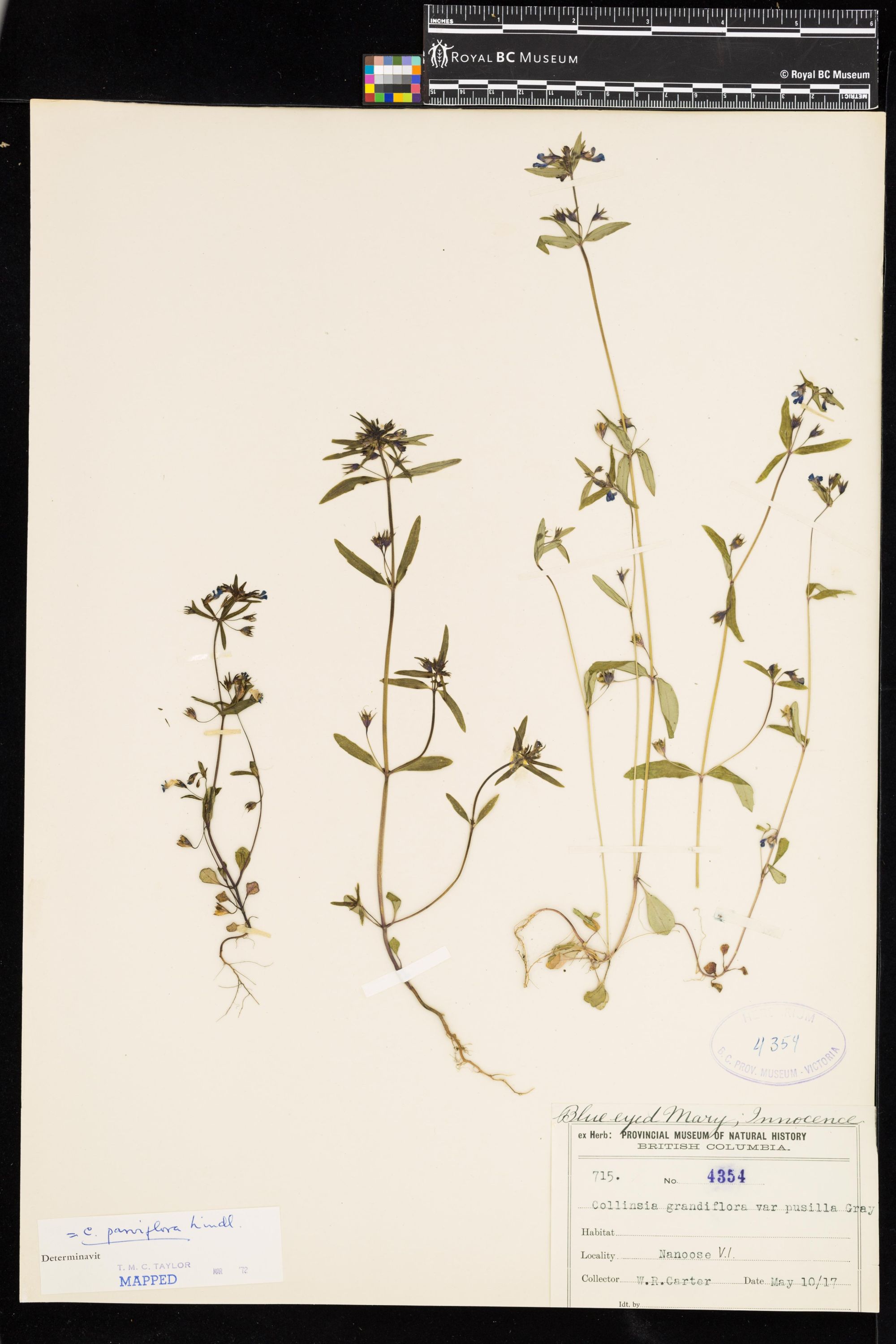 Image representing Collinsia parviflora.