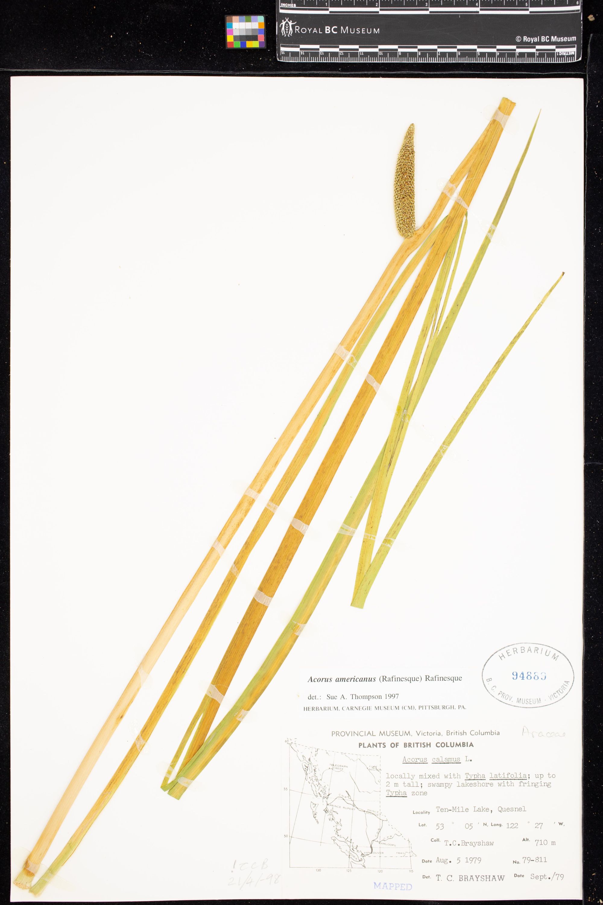 Image representing Acorus americanus.