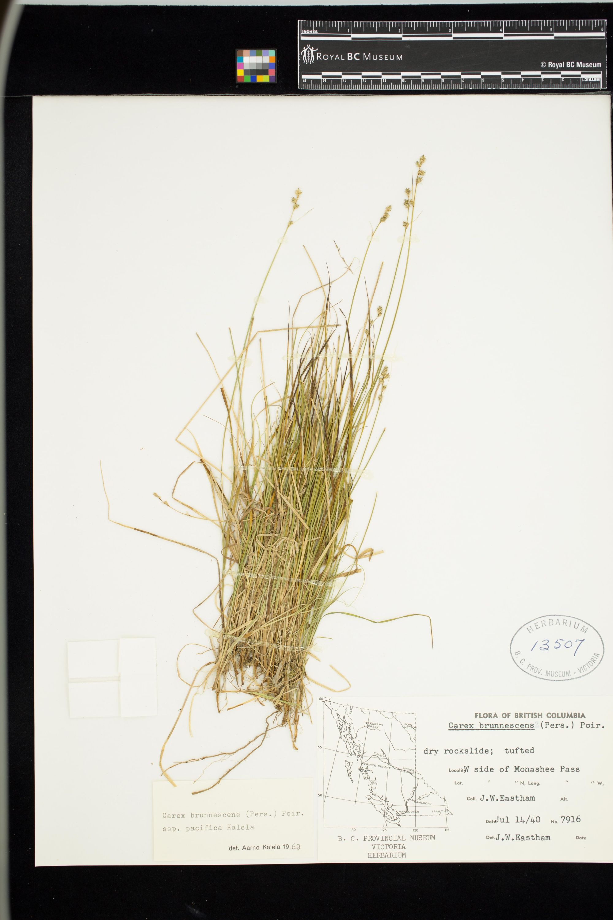 Image representing Carex brunnescens ssp. pacifica.
