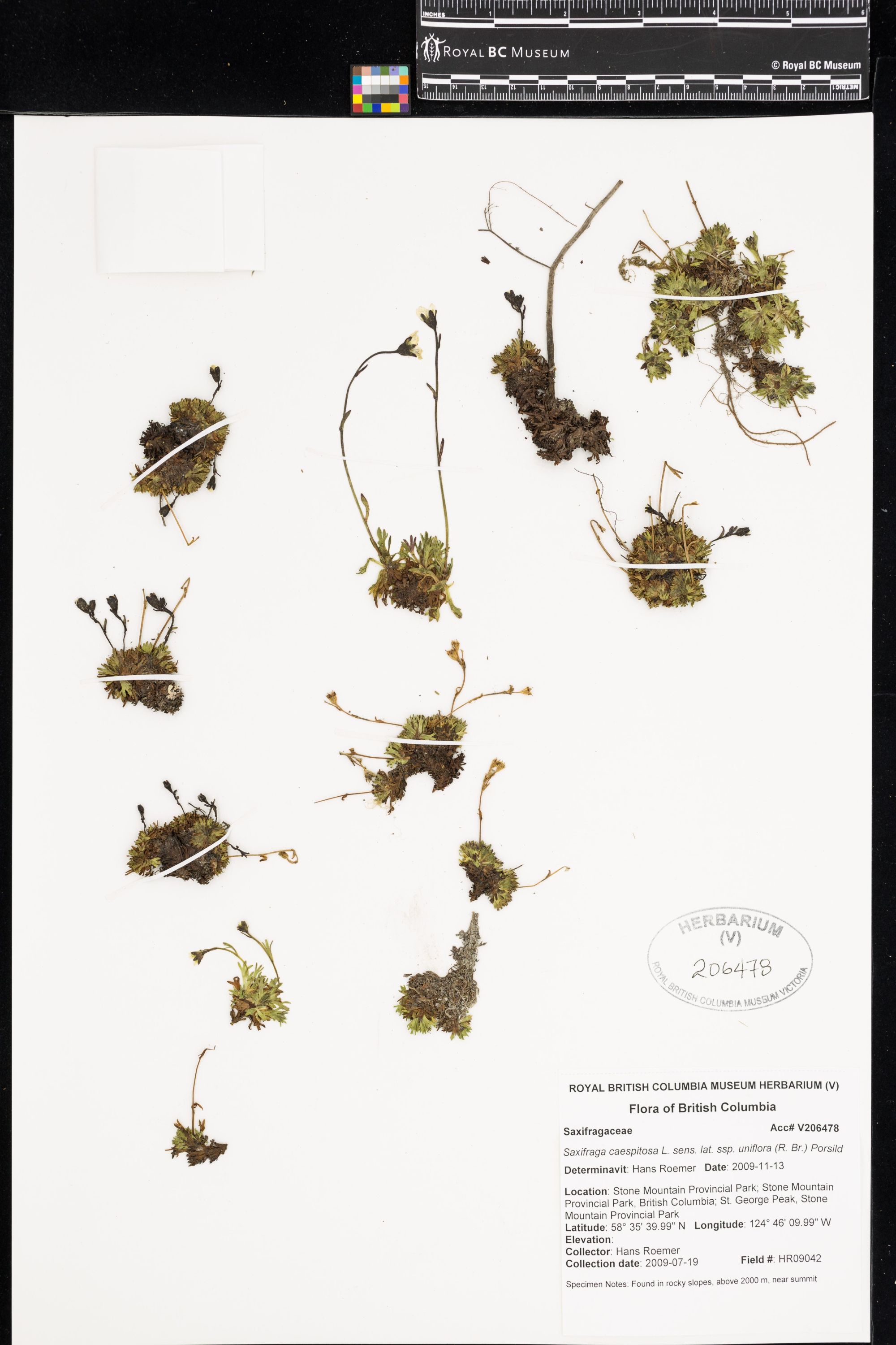 Image representing Saxifraga caespitosa ssp. uniflora.