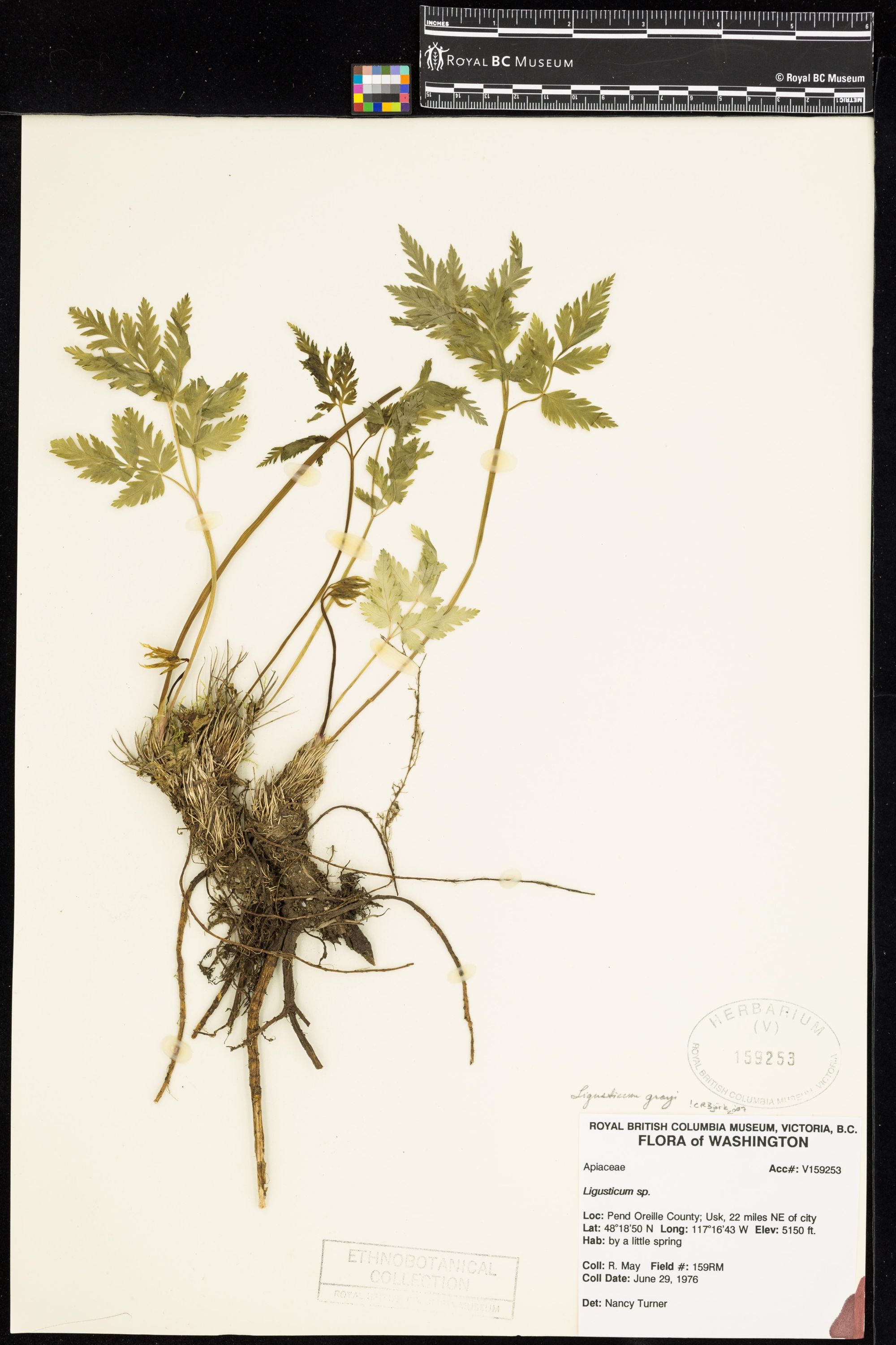 Image representing Ligusticum grayi.