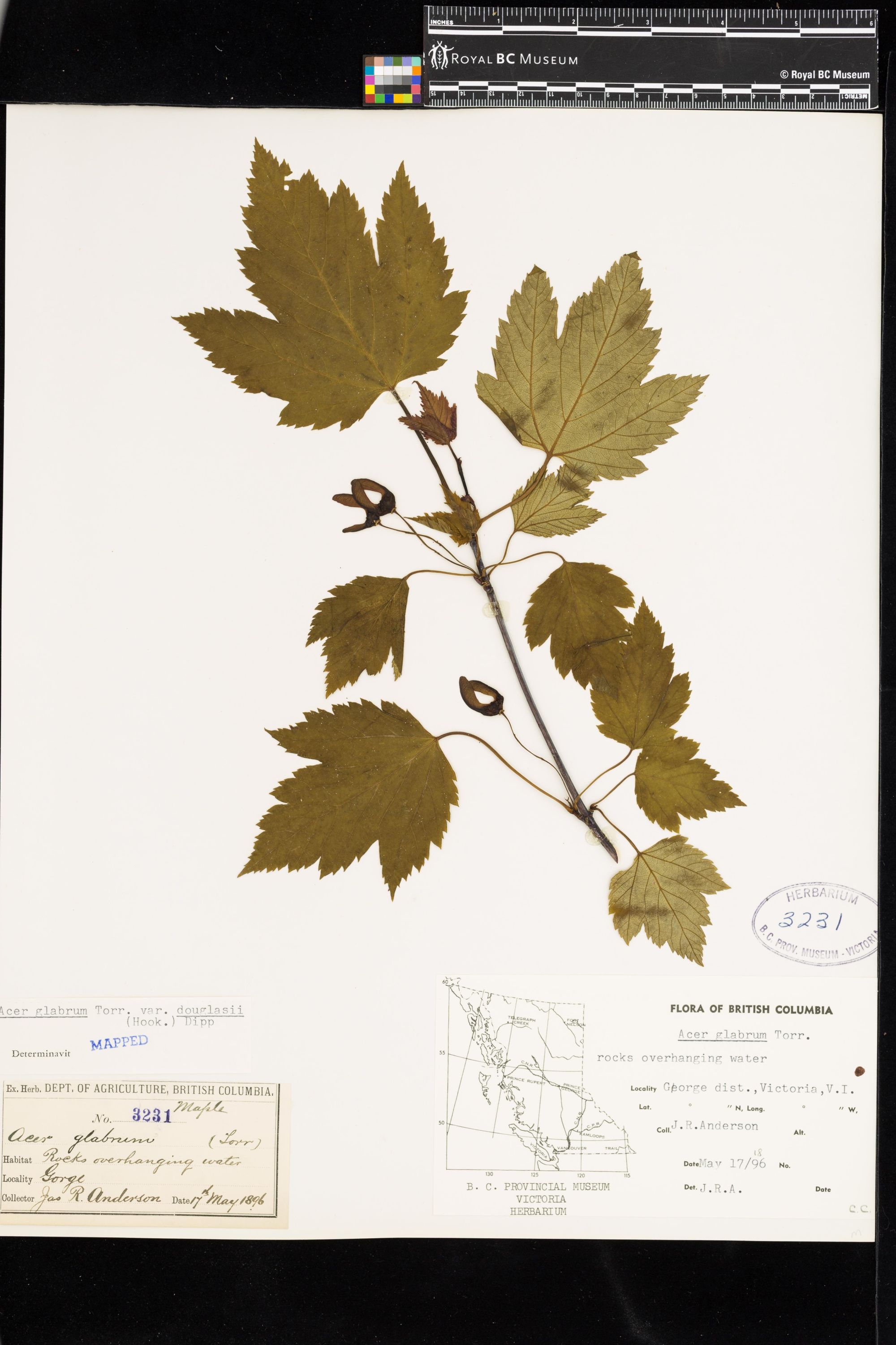 Image representing Acer glabrum var. douglasii.