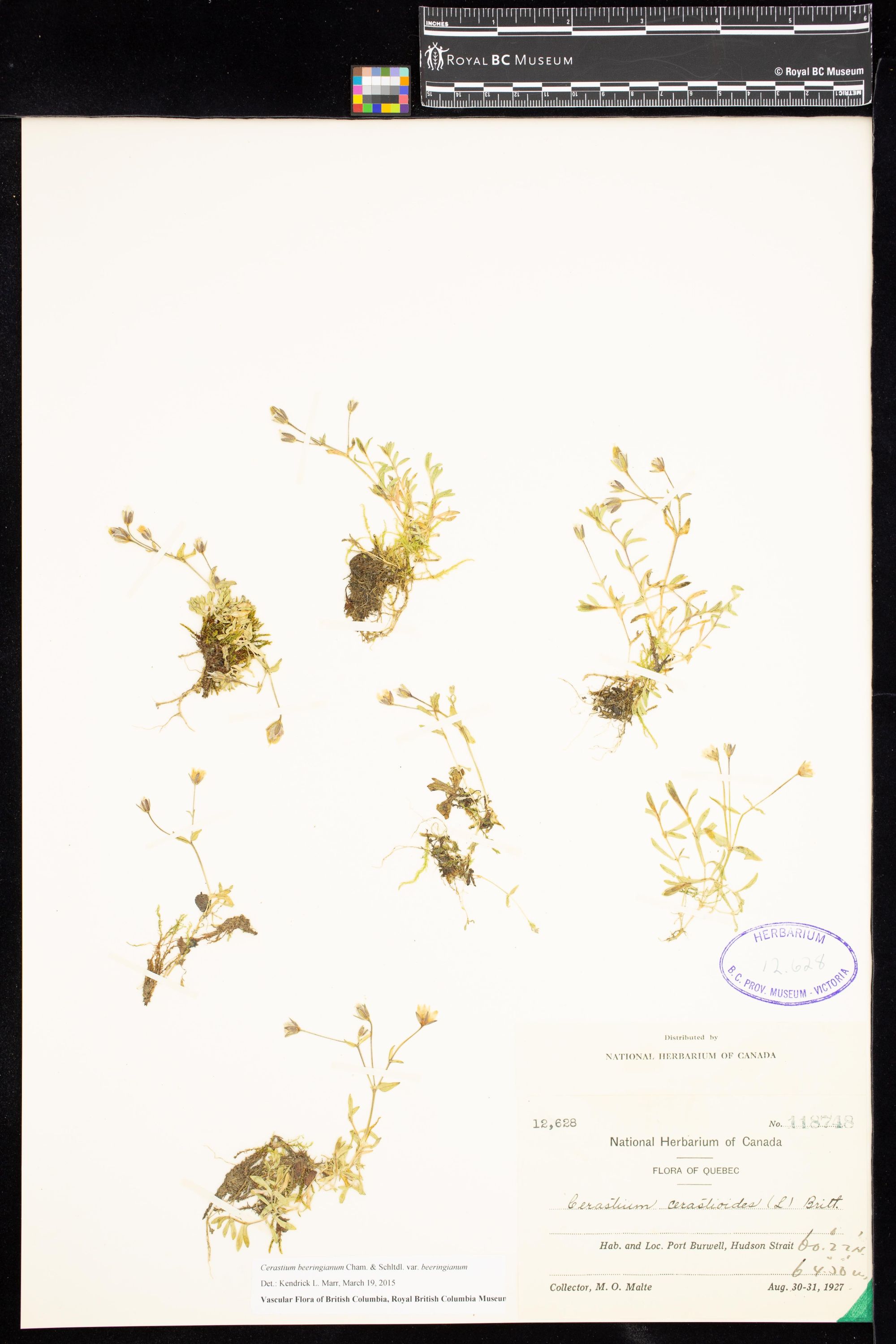 Image representing Cerastium beeringianum var. beeringianum.