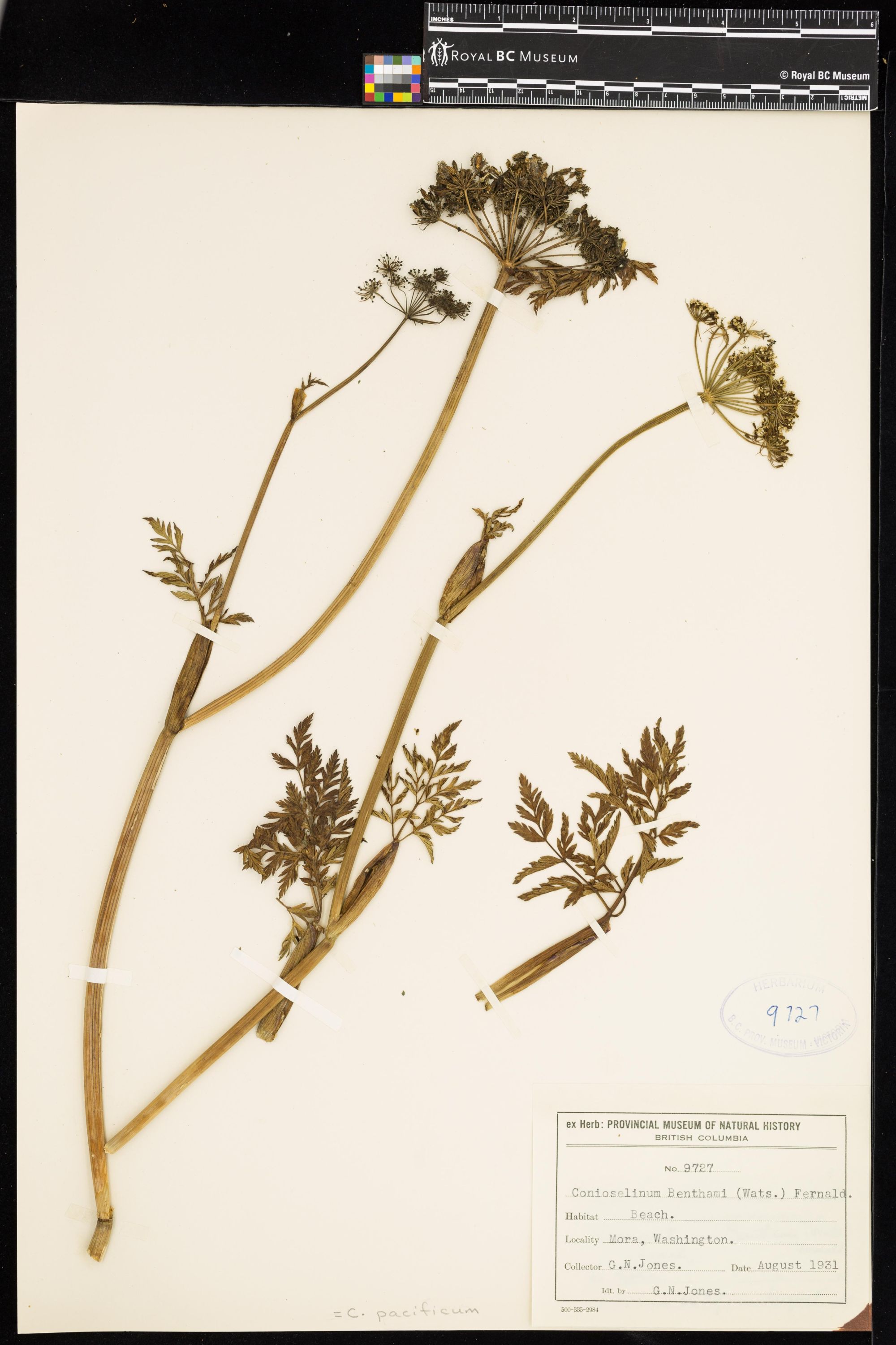 Image representing Conioselinum pacificum.