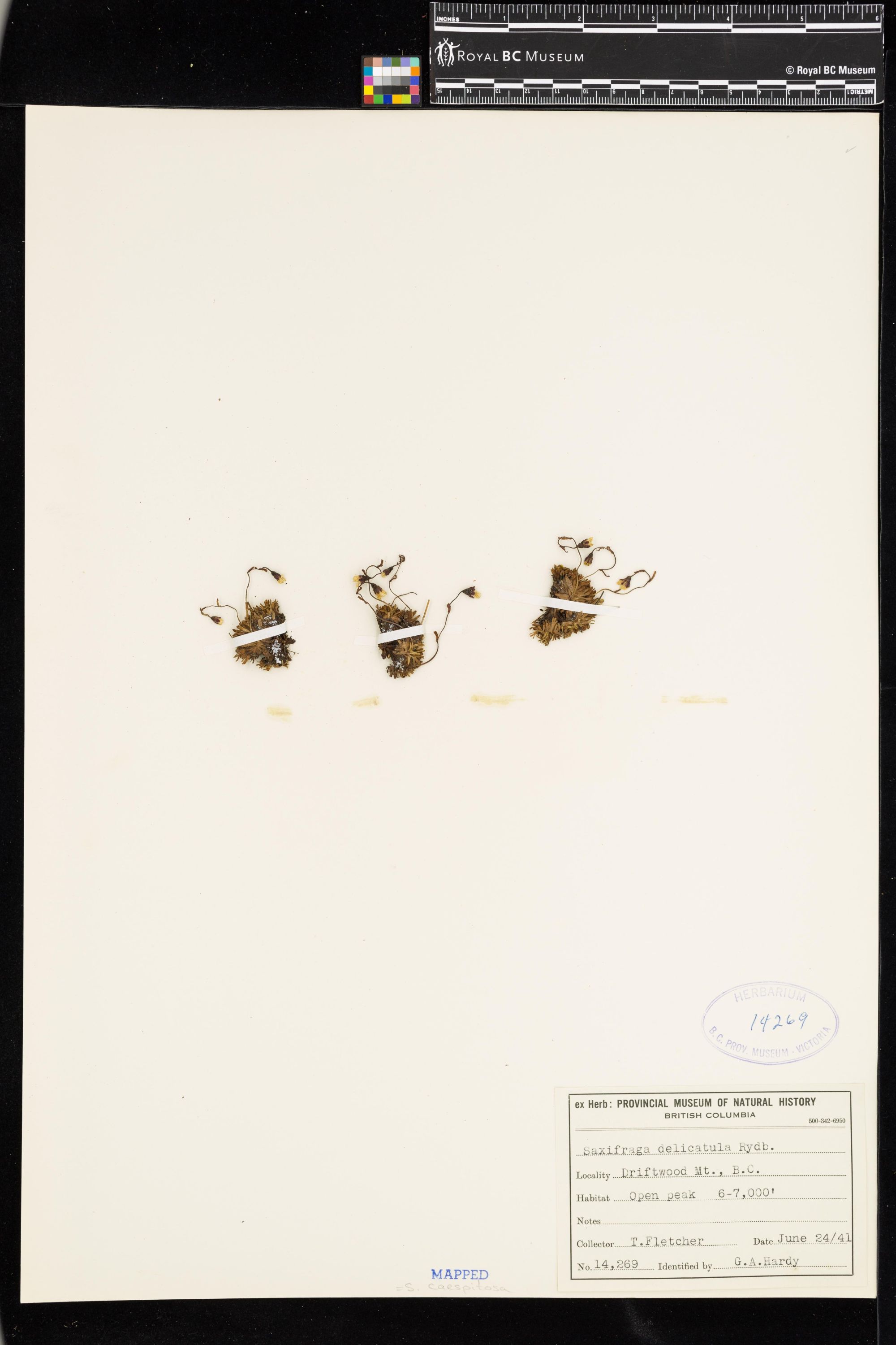 Image representing Saxifraga caespitosa.