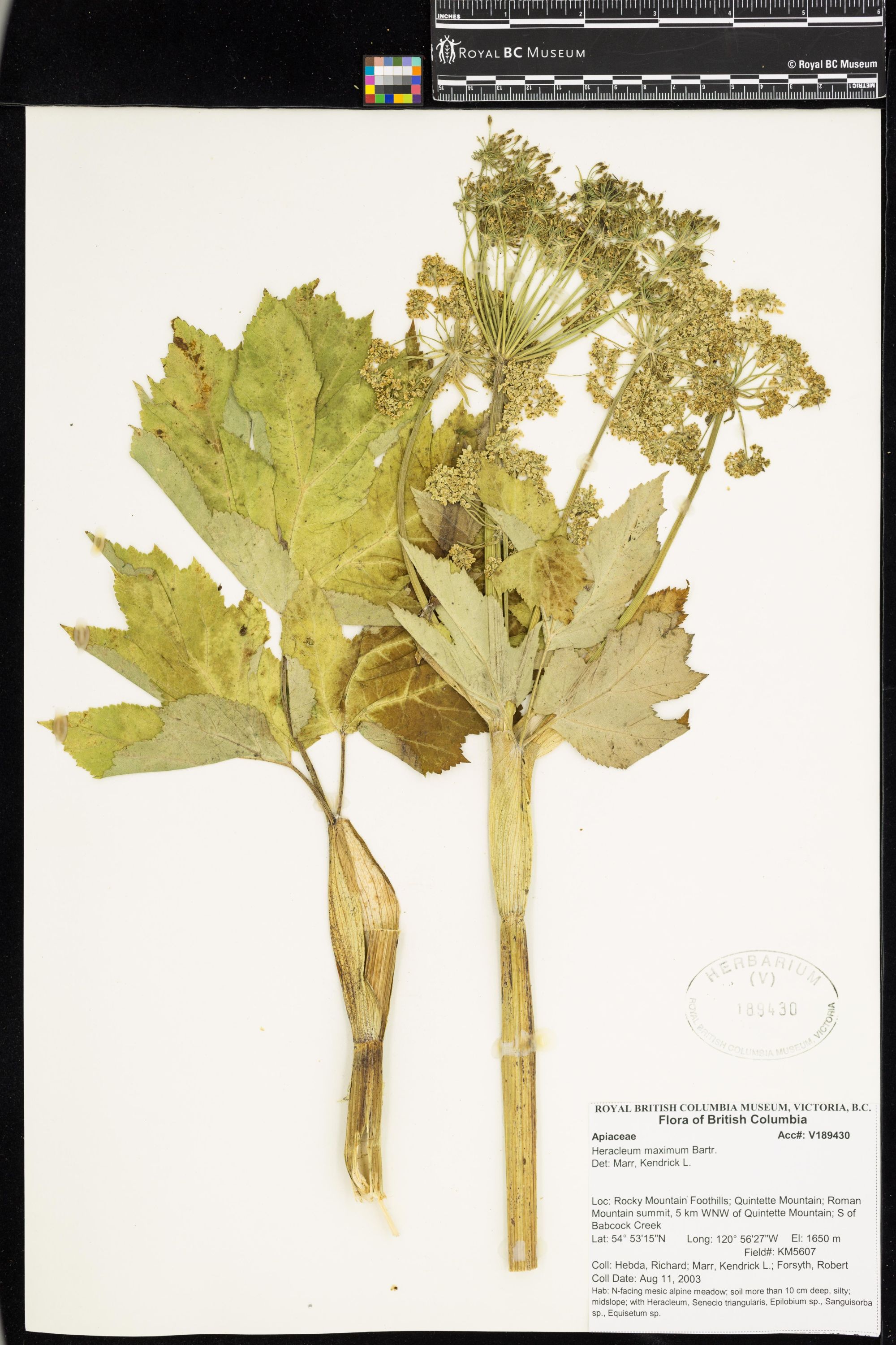 Image representing Heracleum maximum.