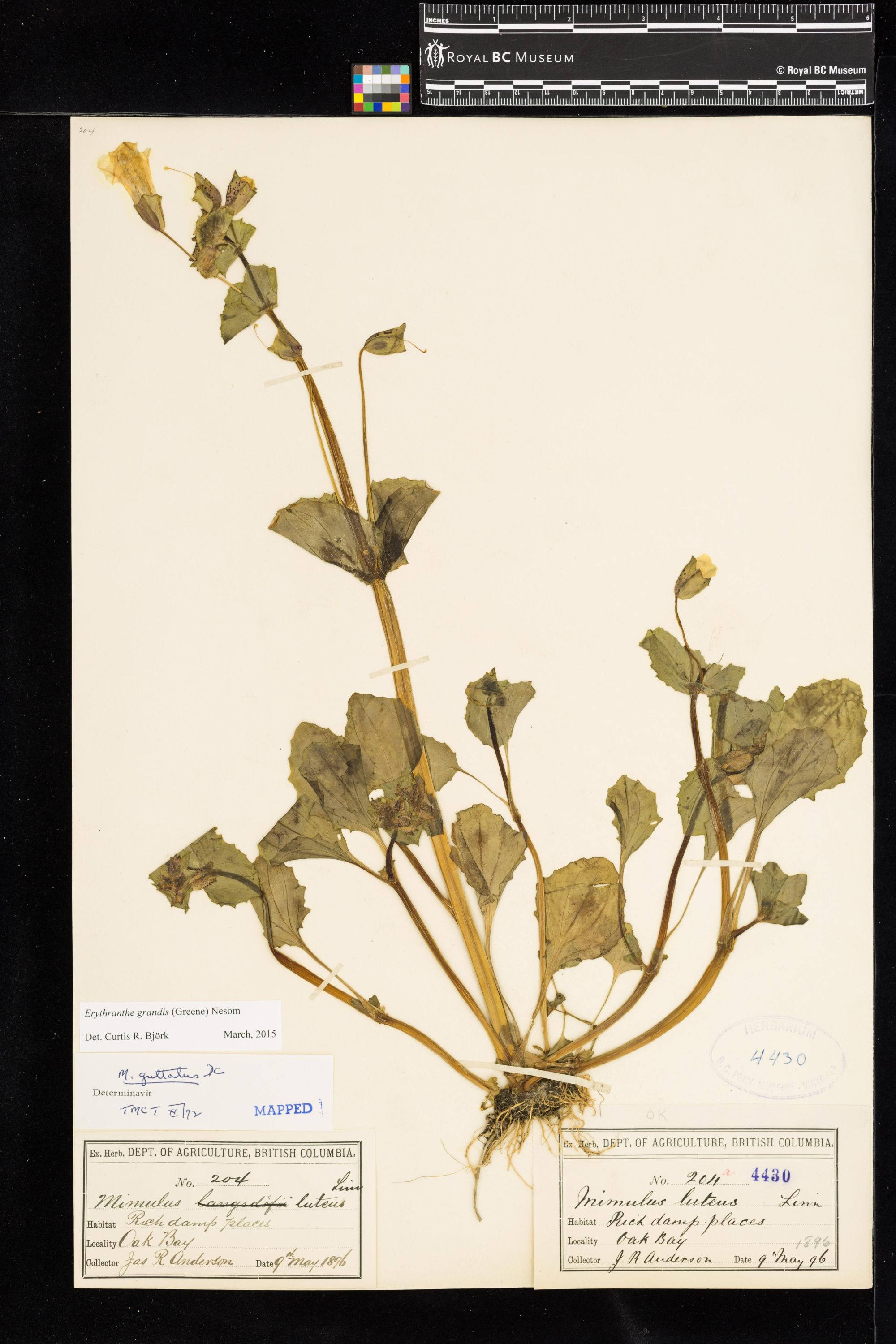 Image representing Erythranthe grandis.