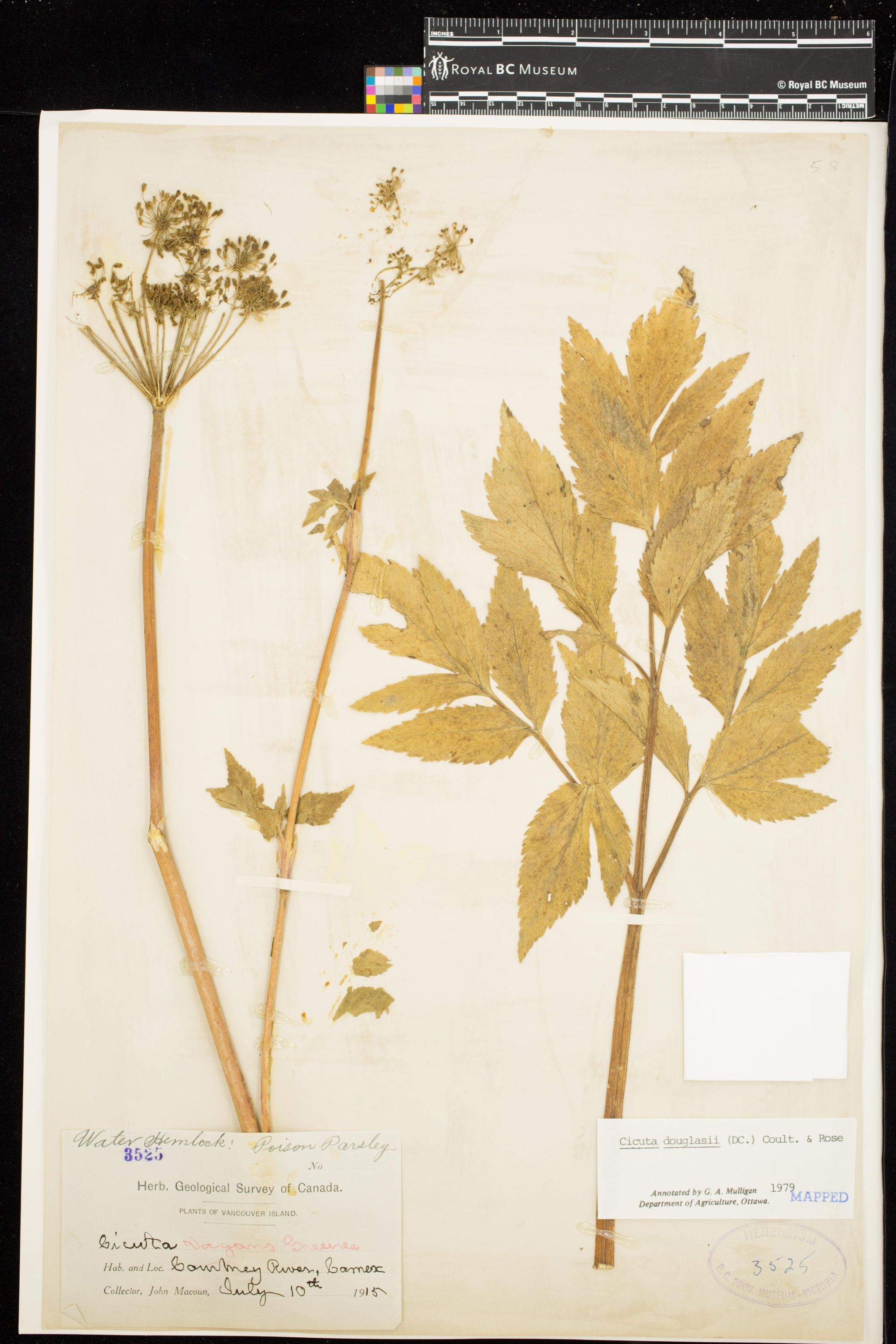 Image representing Cicuta douglasii.