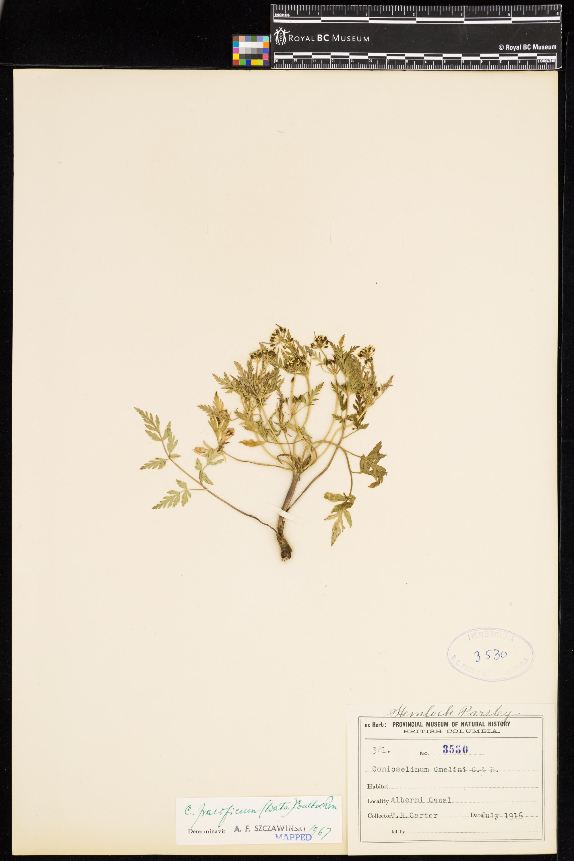 Image representing Conioselinum pacificum.