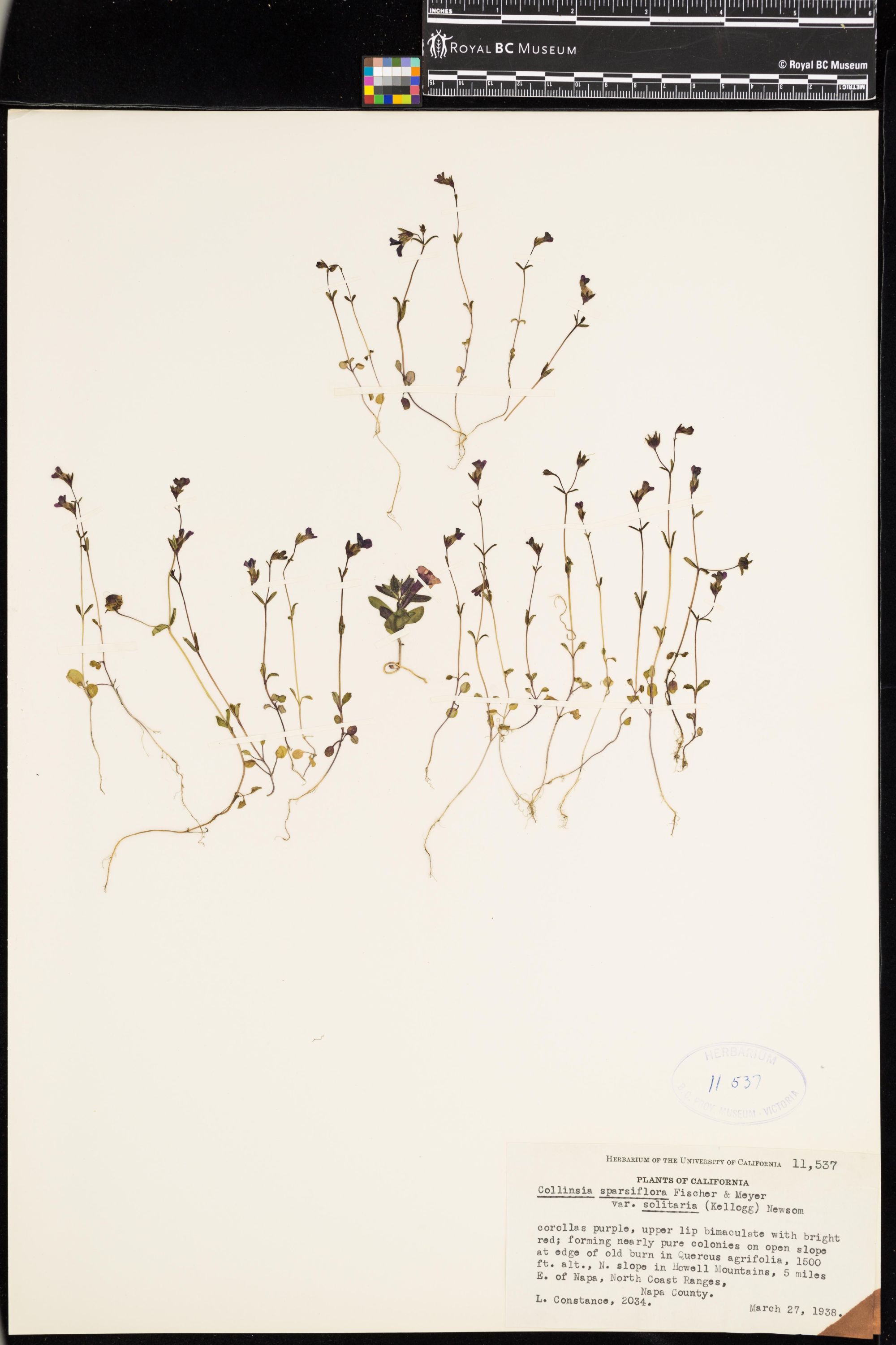 Image representing Collinsia sparsiflora.