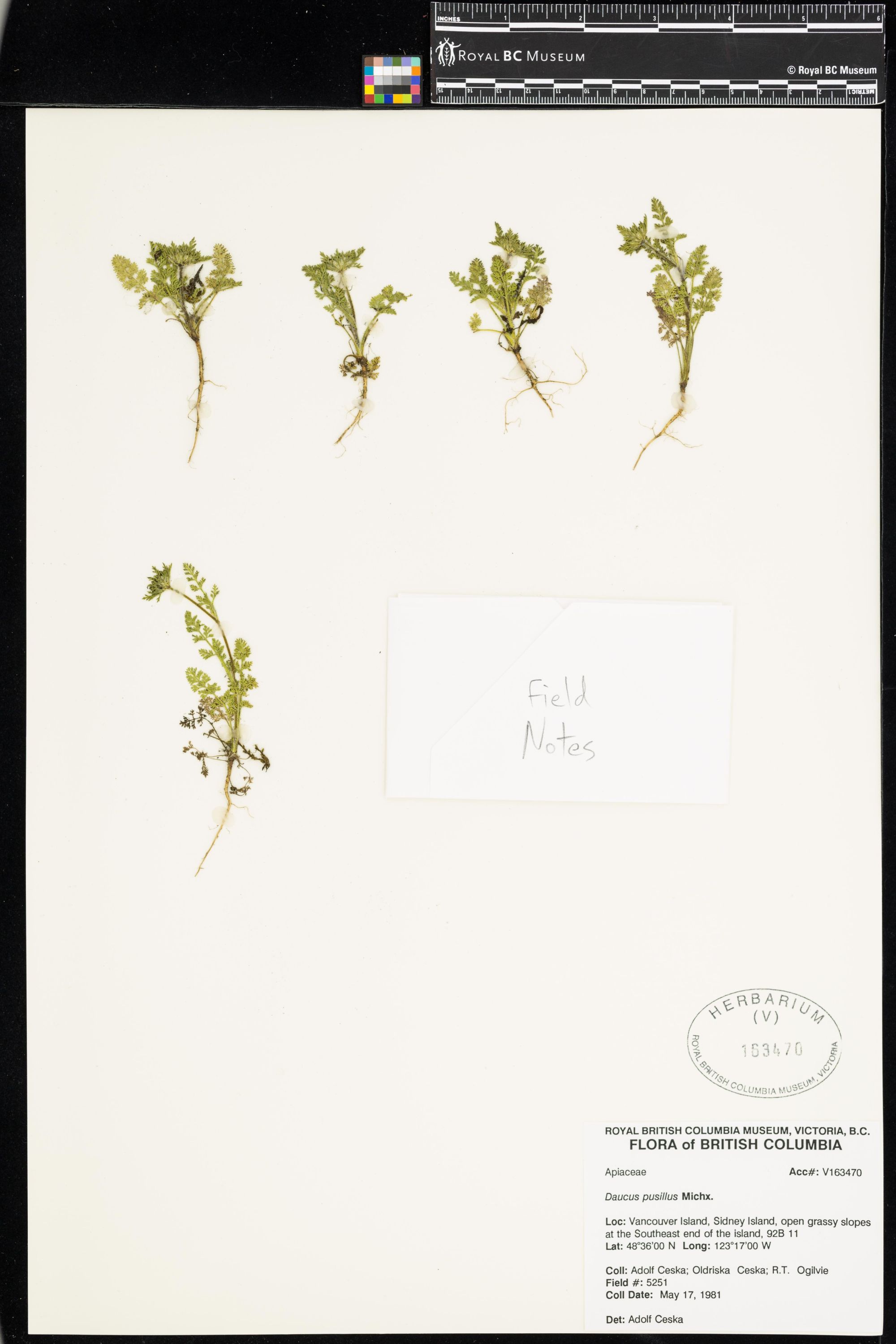 Image representing Daucus pusillus.