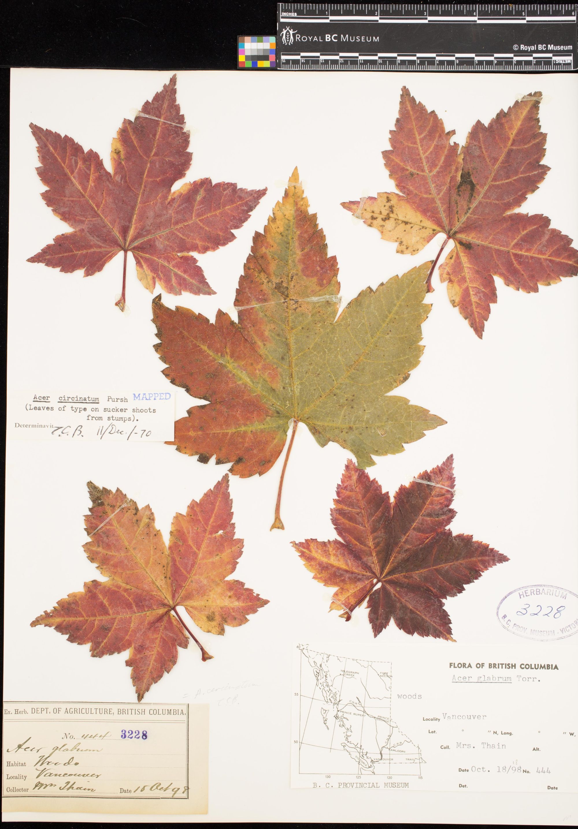 Image representing Acer circinatum.