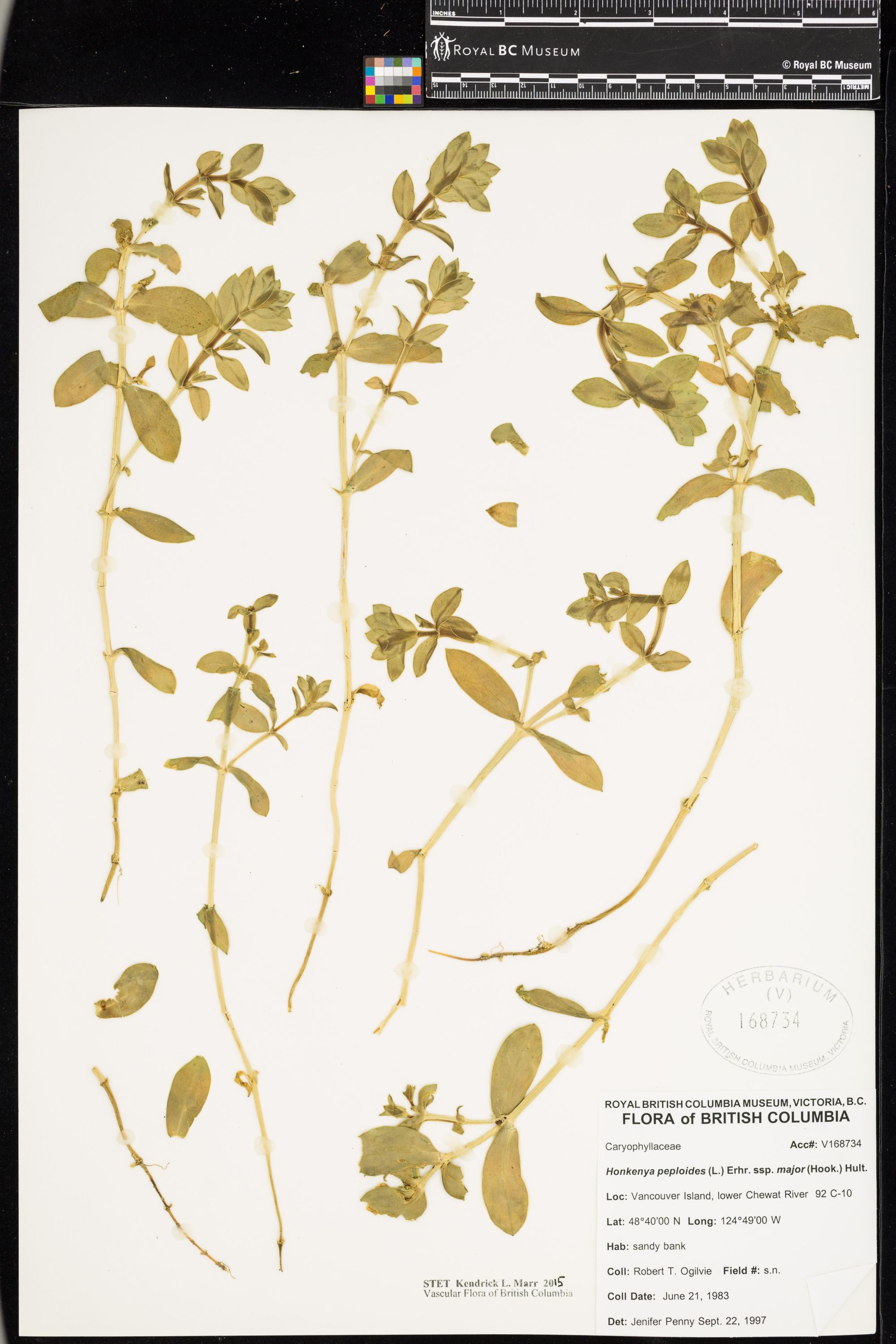 Image representing Honckenya peploides ssp. major.