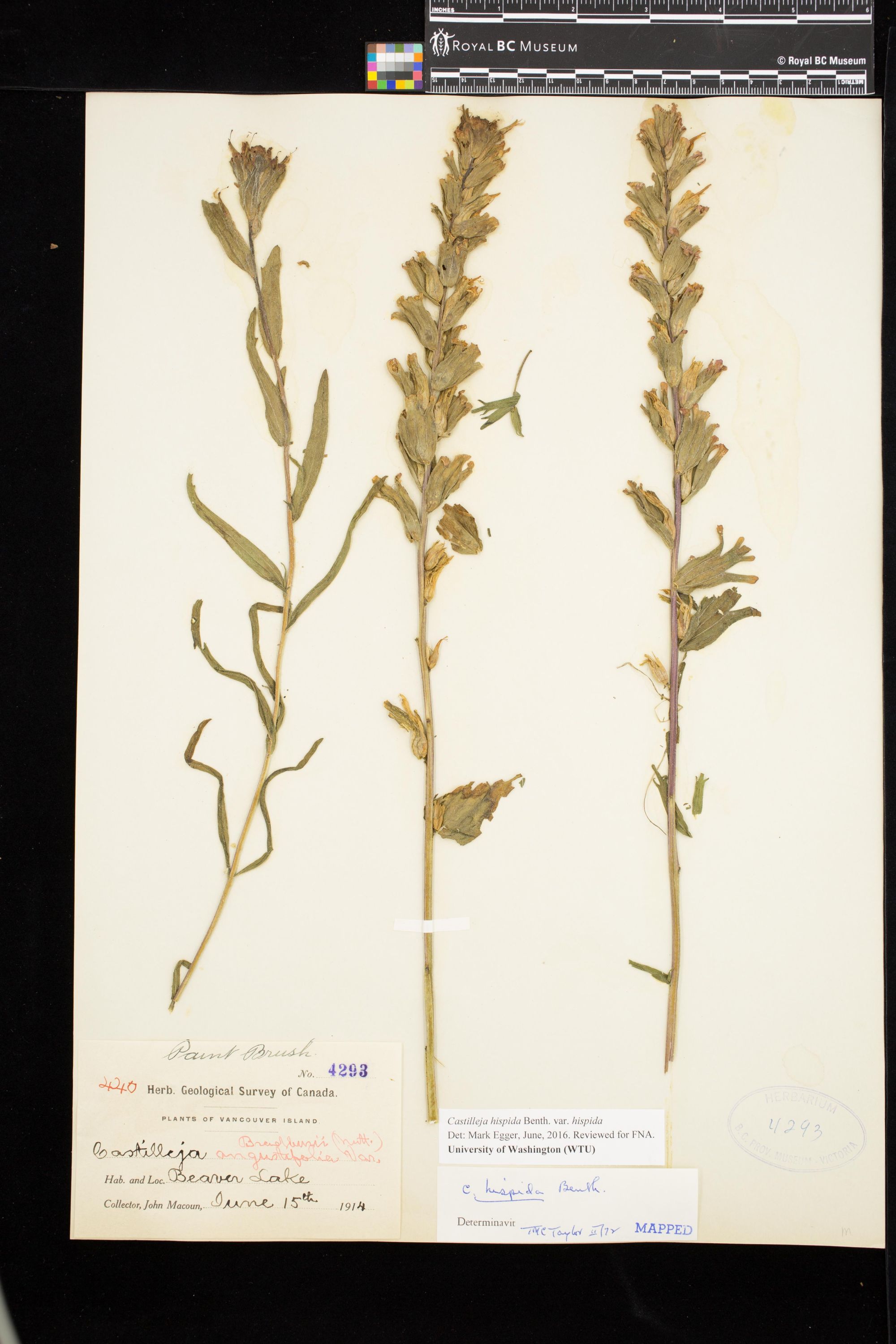 Image representing Castilleja hispida var. hispida.