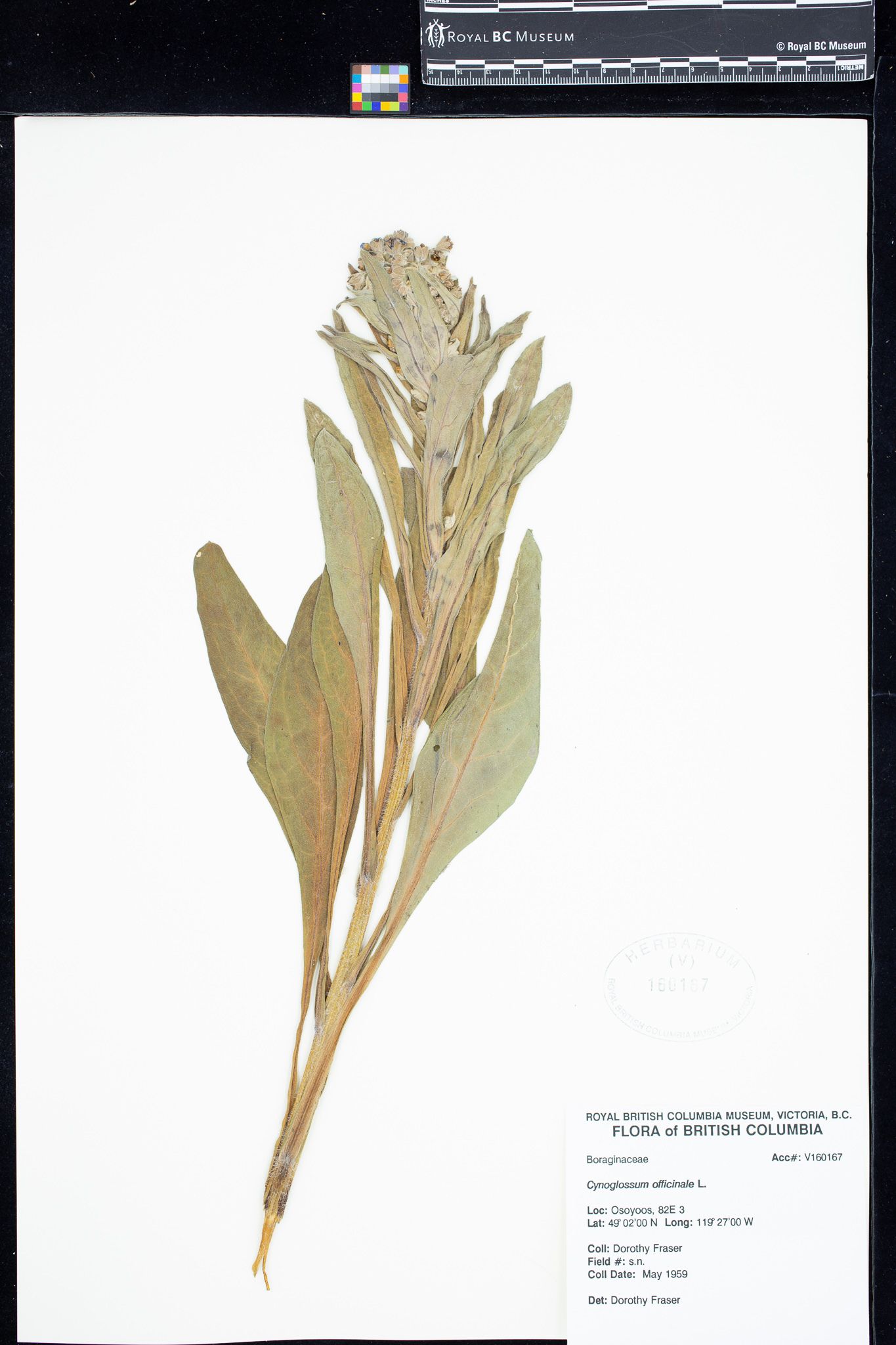 Image representing Cynoglossum officinale.