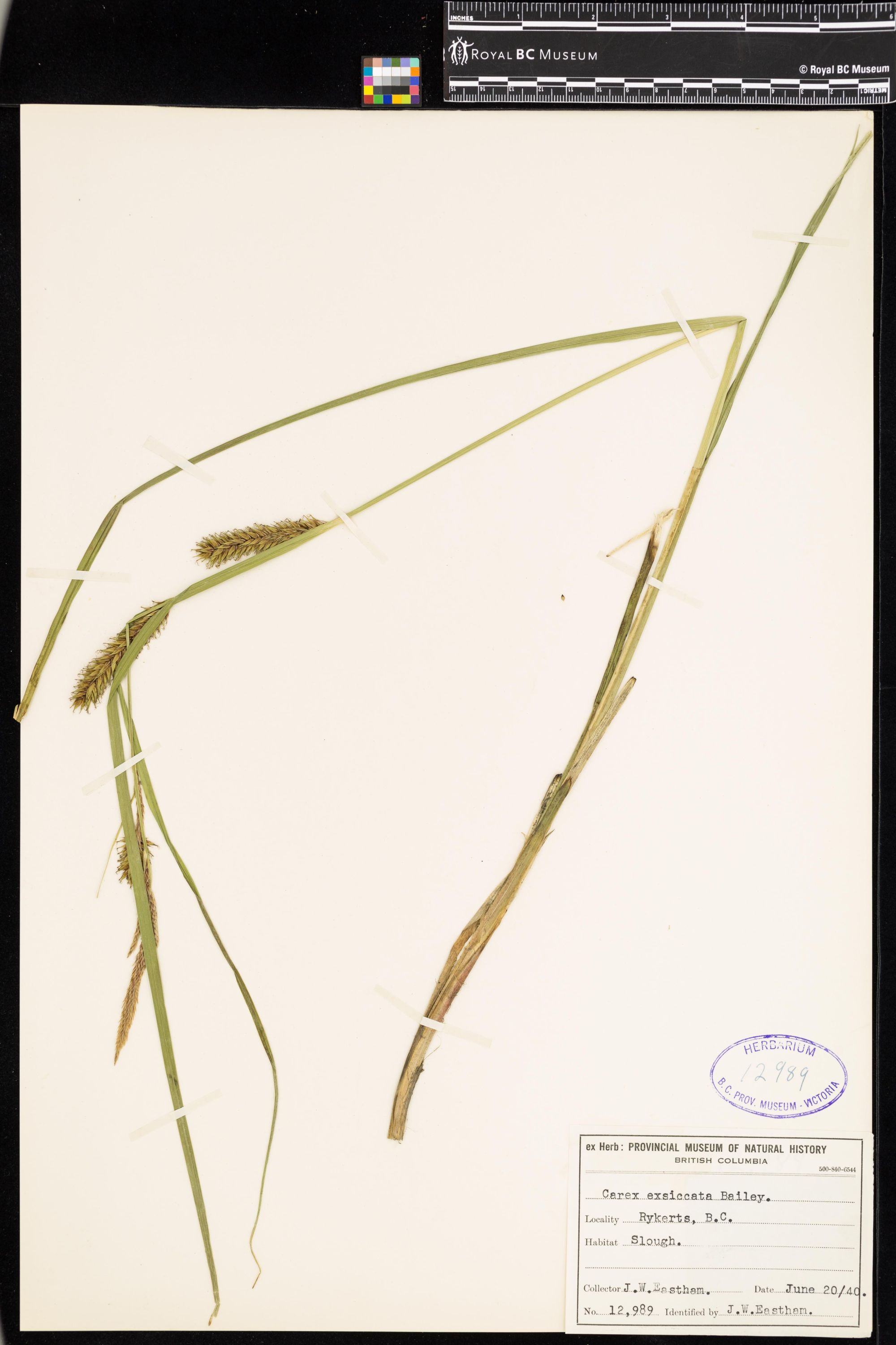 Image representing Carex exsiccata.