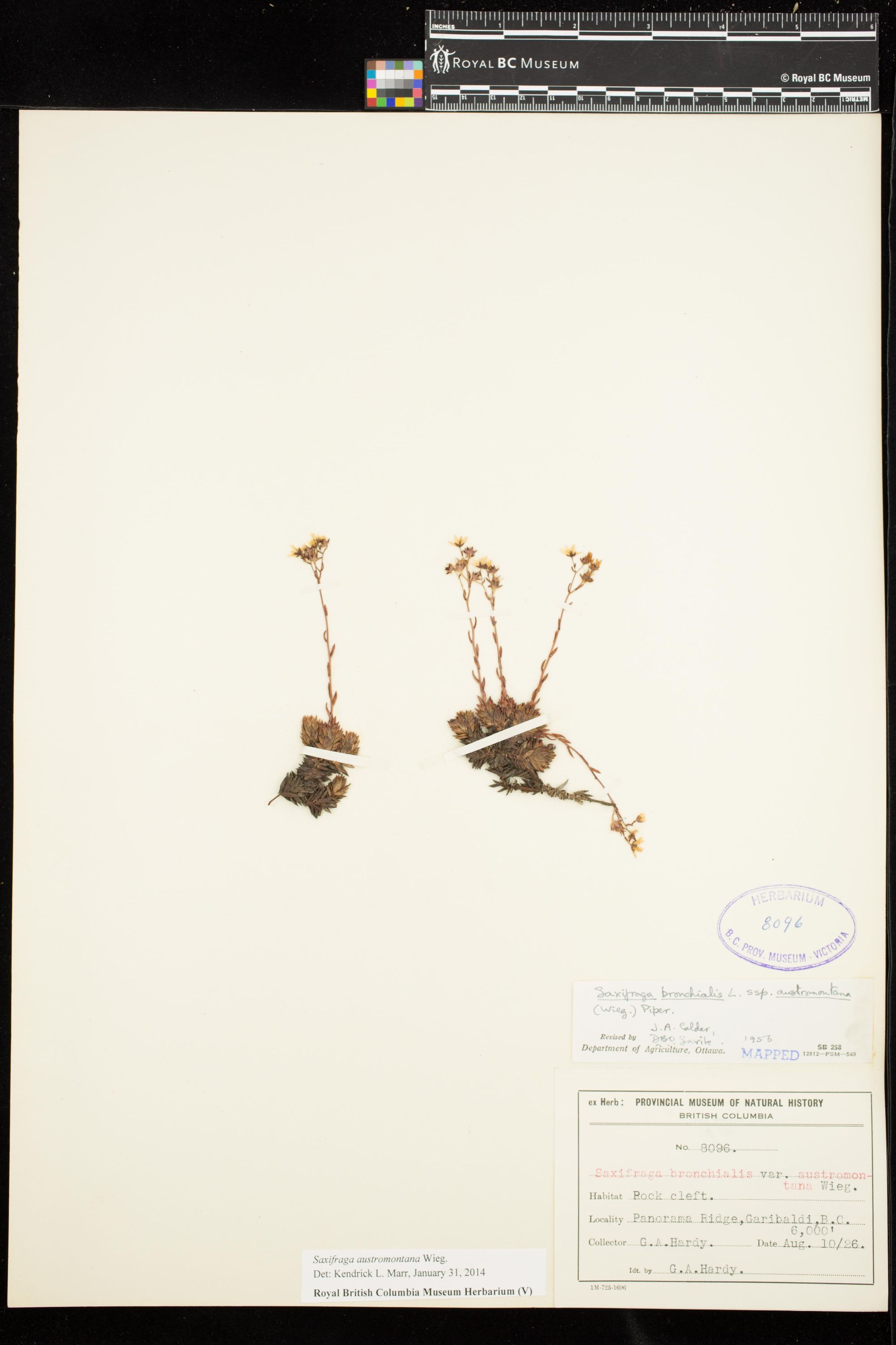 Image representing Saxifraga austromontana.