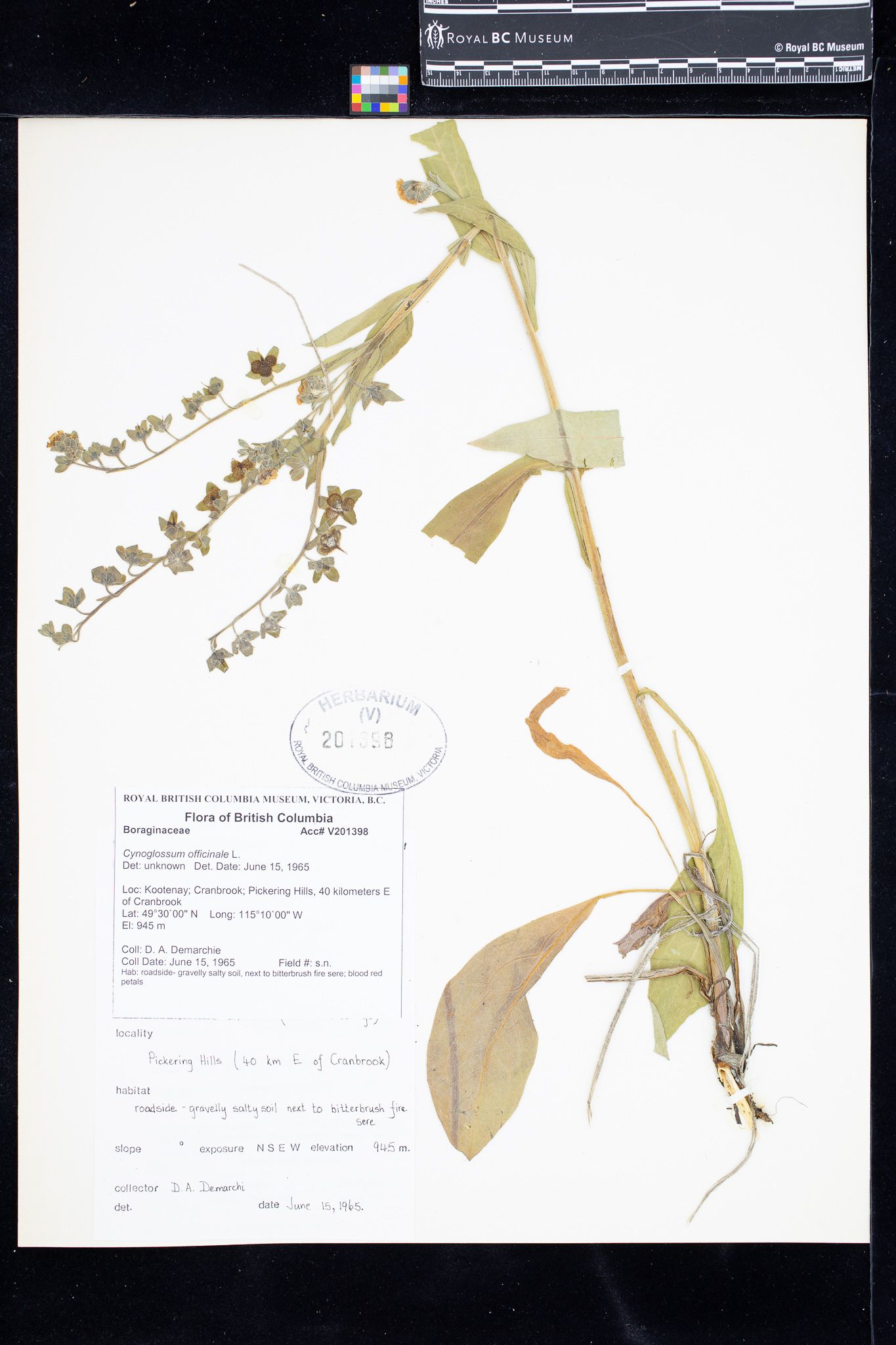 Image representing Cynoglossum officinale.