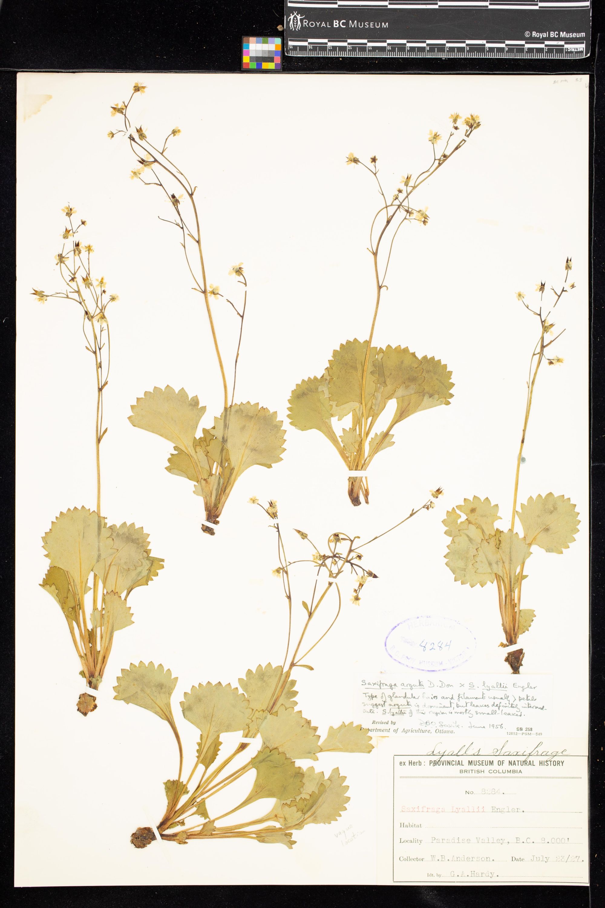 Image representing .