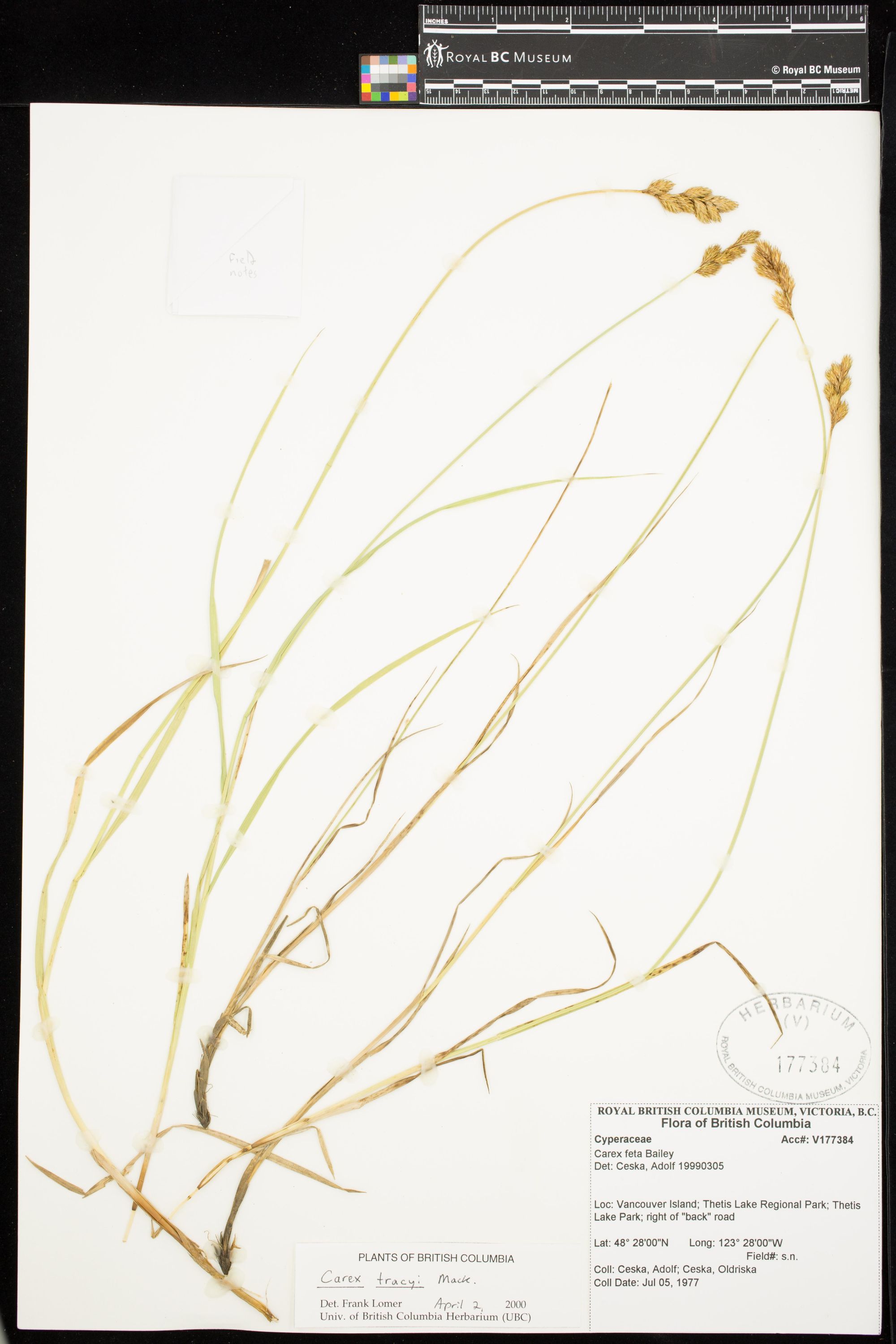 Image representing Carex ovalis.