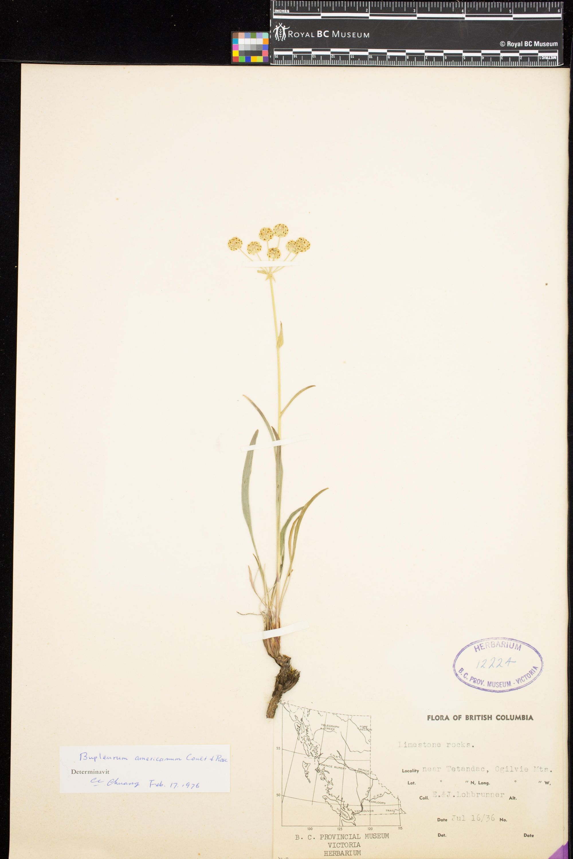 Image representing Bupleurum americanum.