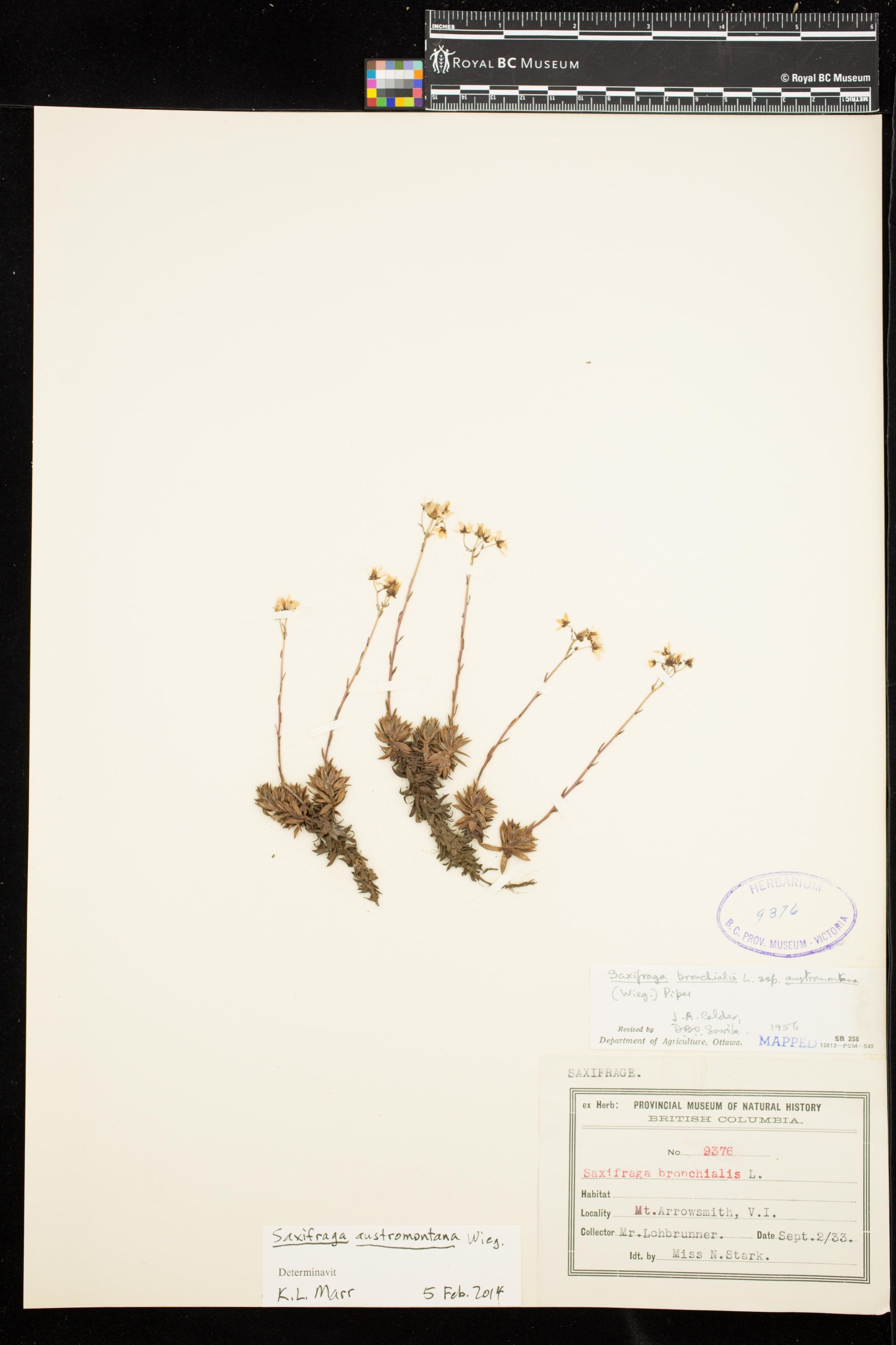 Image representing Saxifraga austromontana.