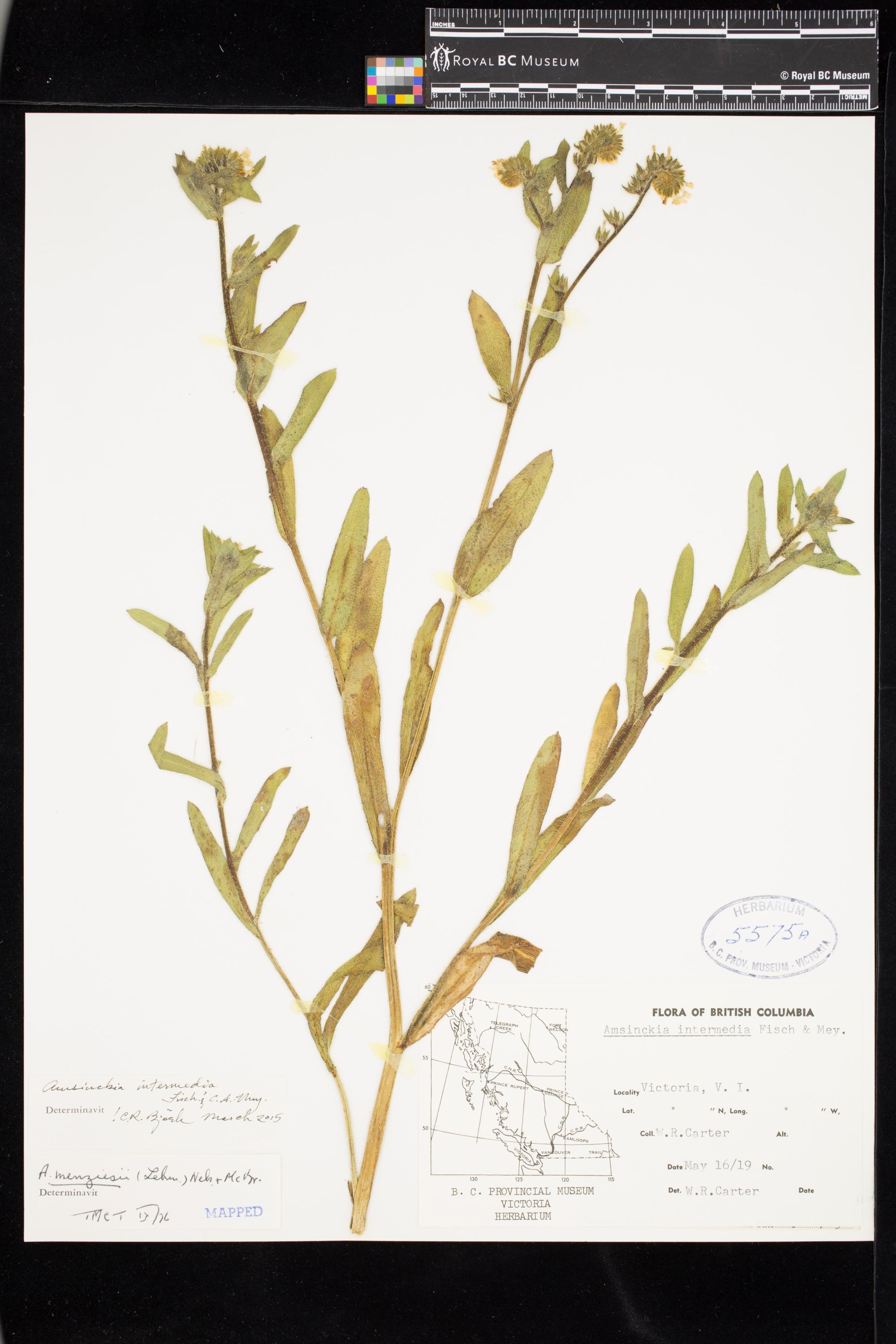 Image representing Amsinckia intermedia.