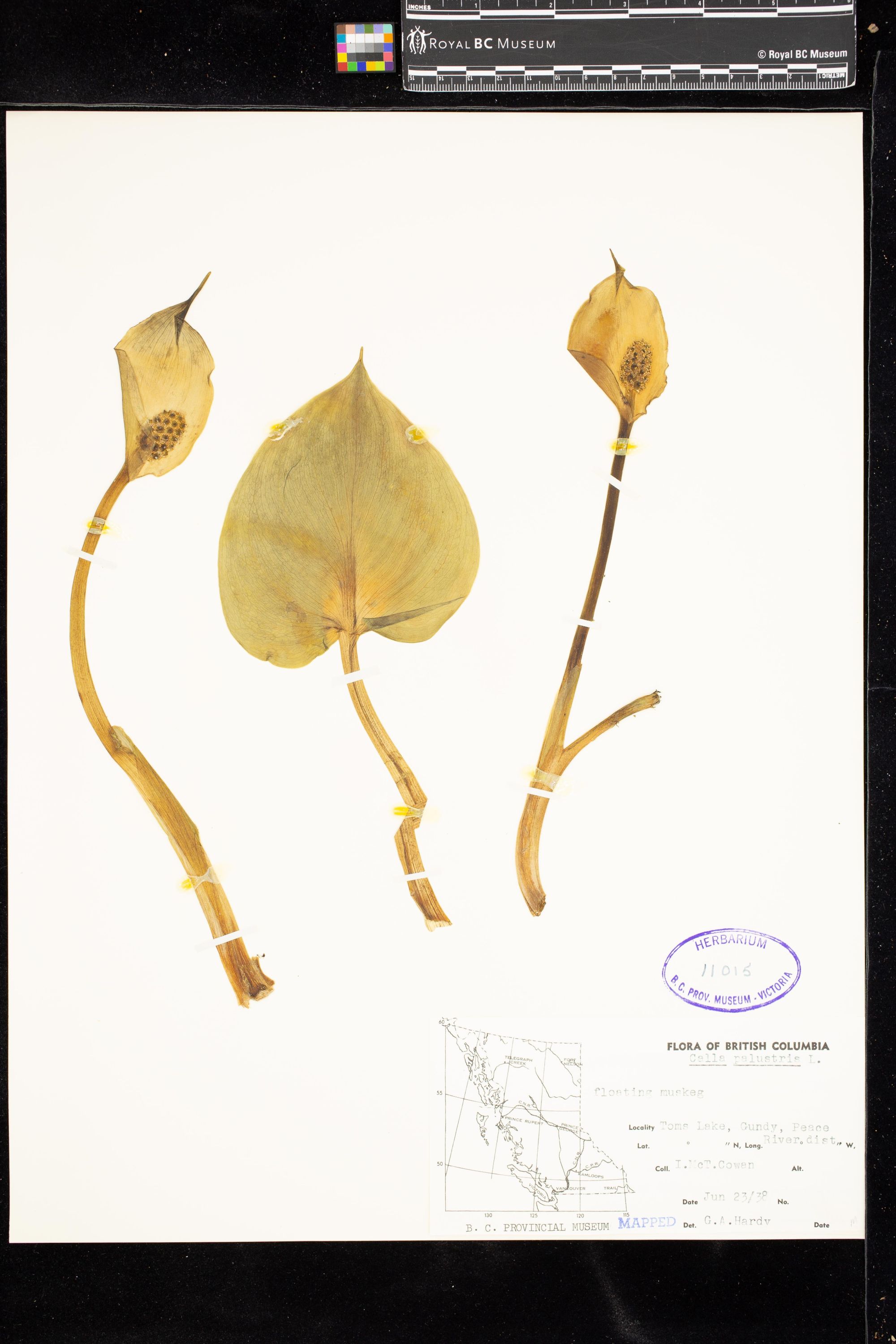 Image representing Calla palustris.