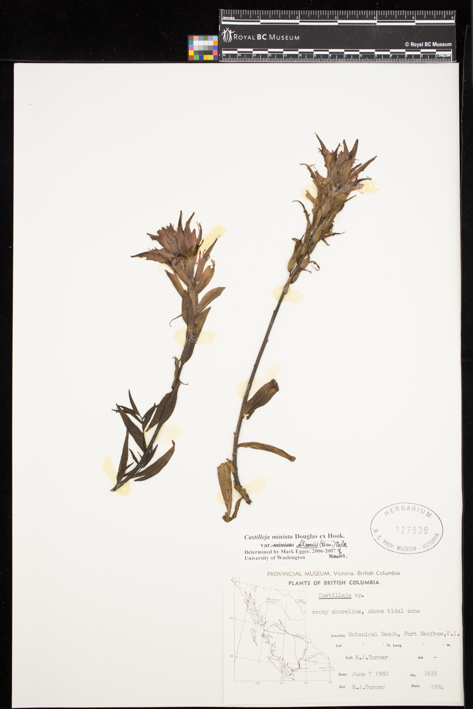 Image representing Castilleja miniata var. dixonii.