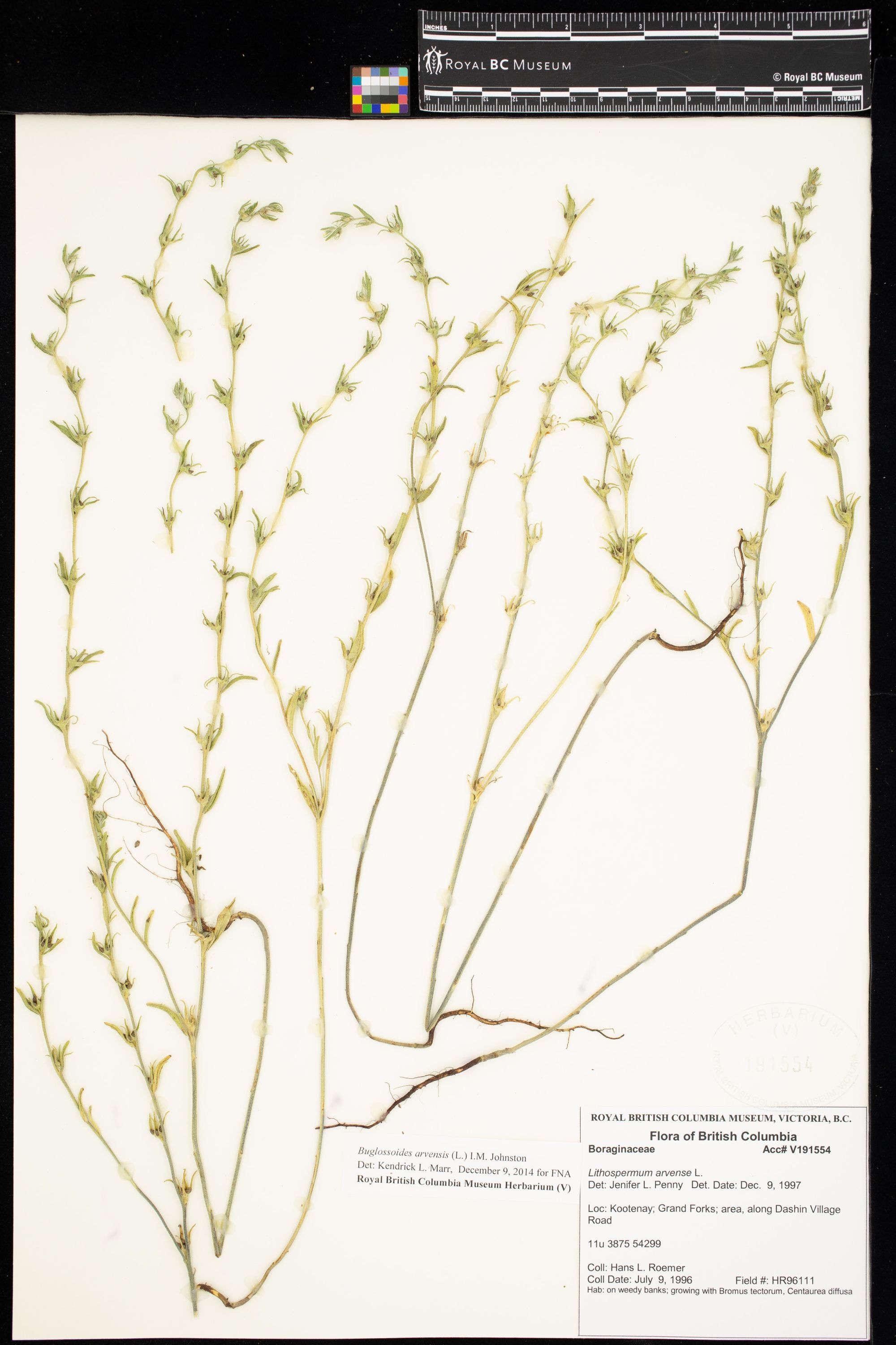 Image representing Buglossoides arvensis.