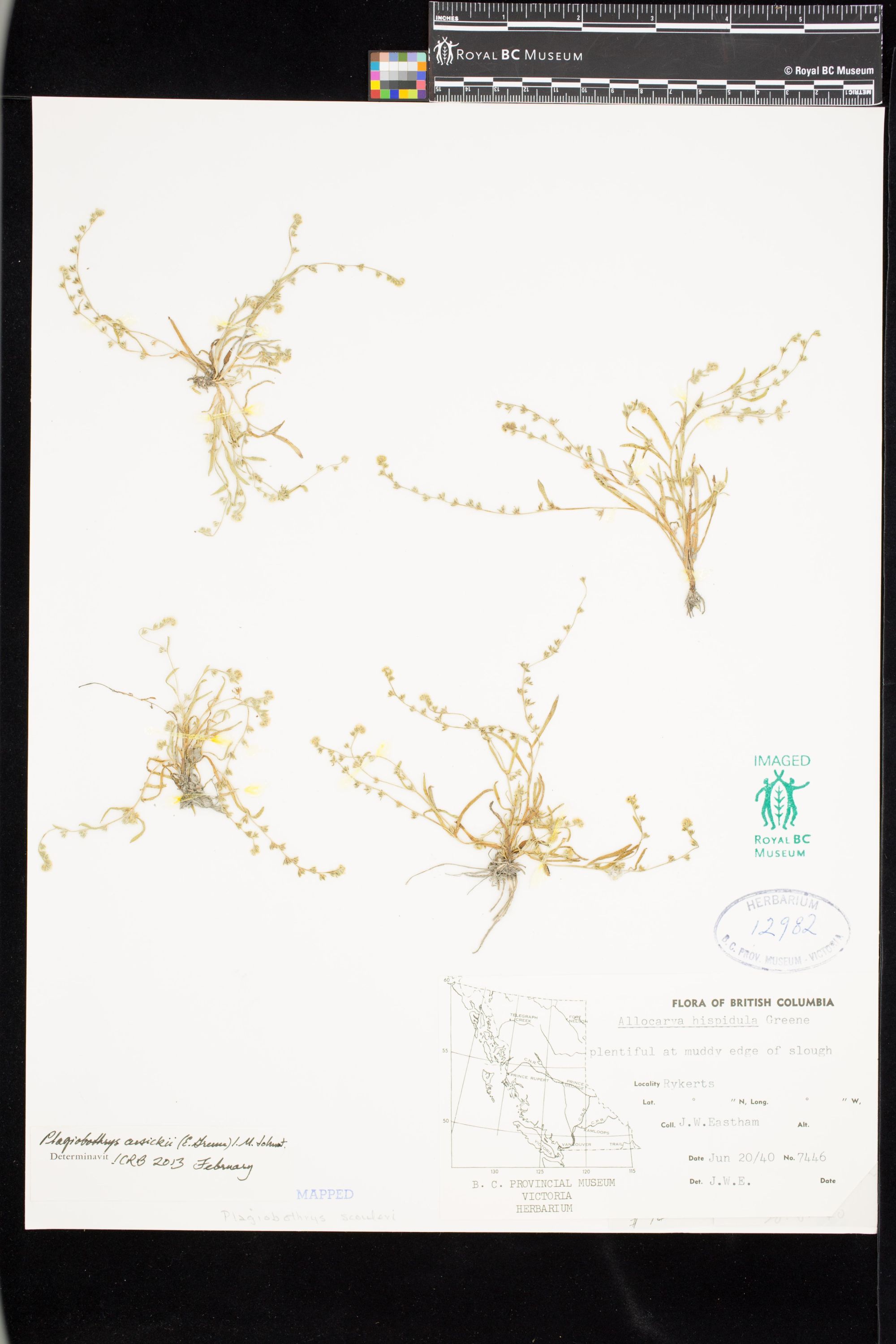 Image representing Plagiobothrys cusickii.