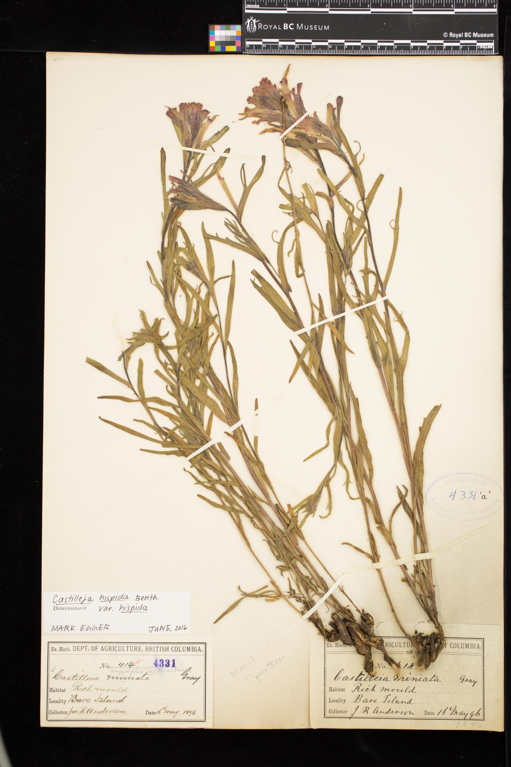 Image representing Castilleja hispida var. hispida.