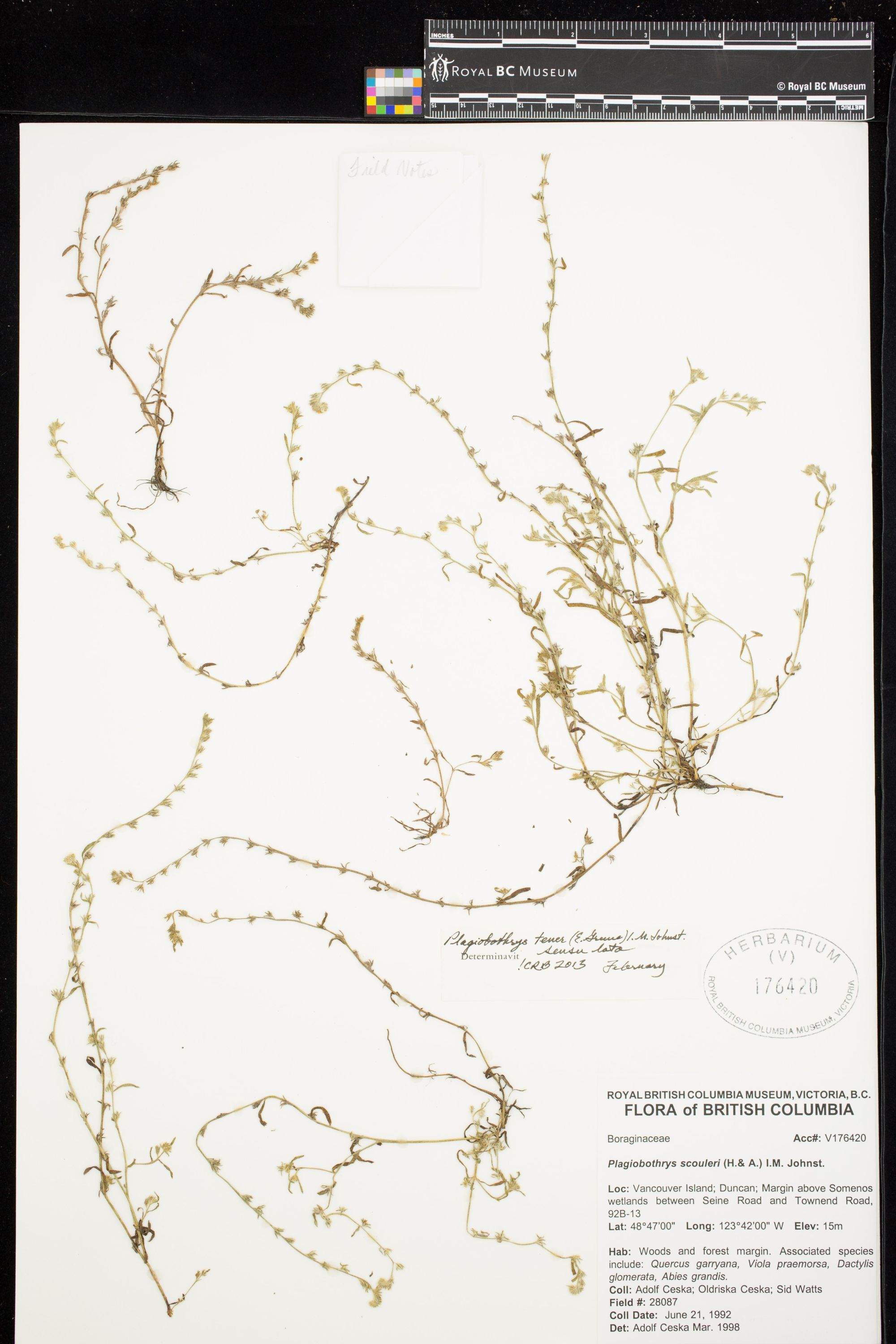 Image representing Plagiobothrys tener.