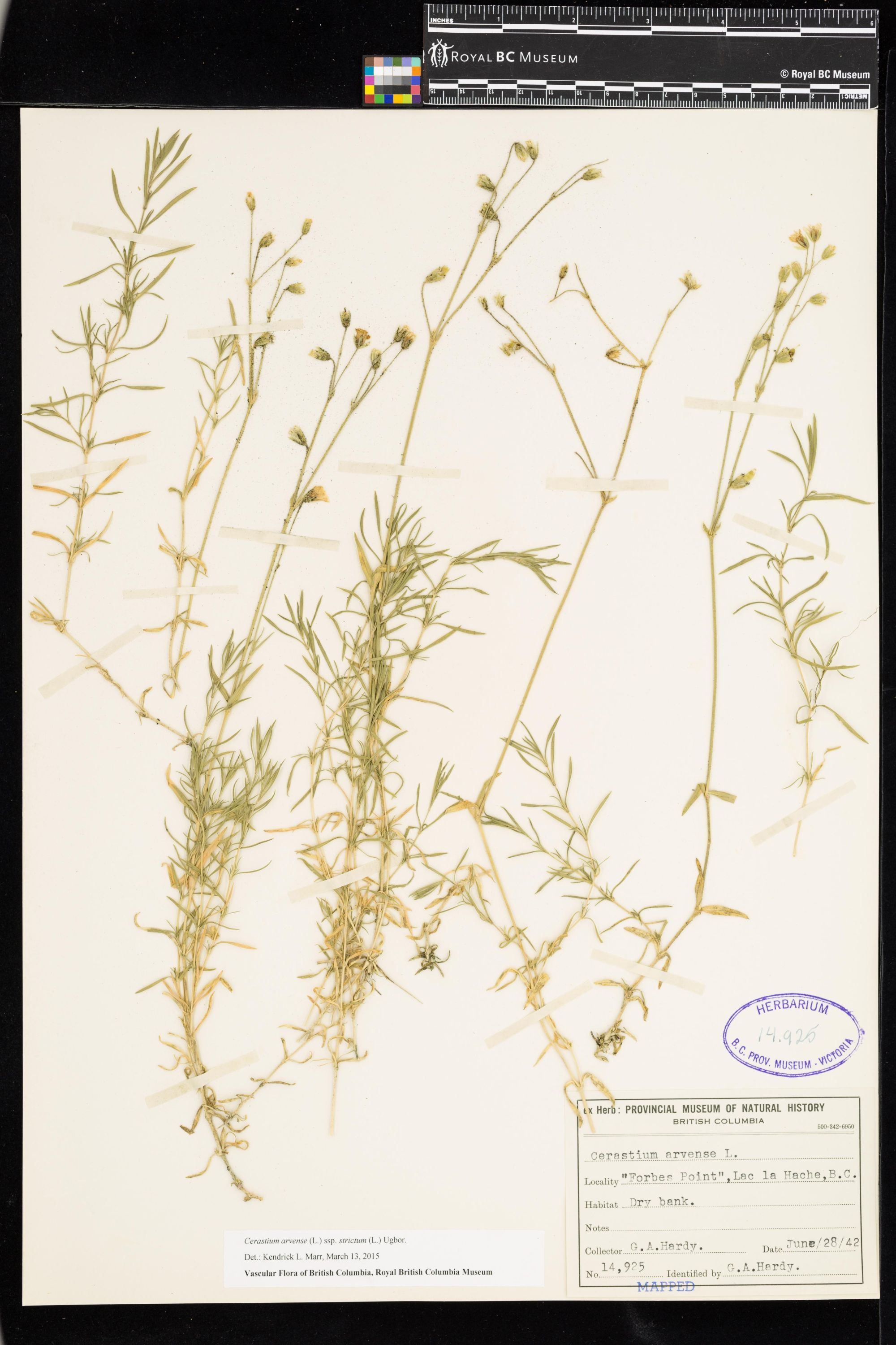 Image representing Cerastium arvense ssp. strictum.