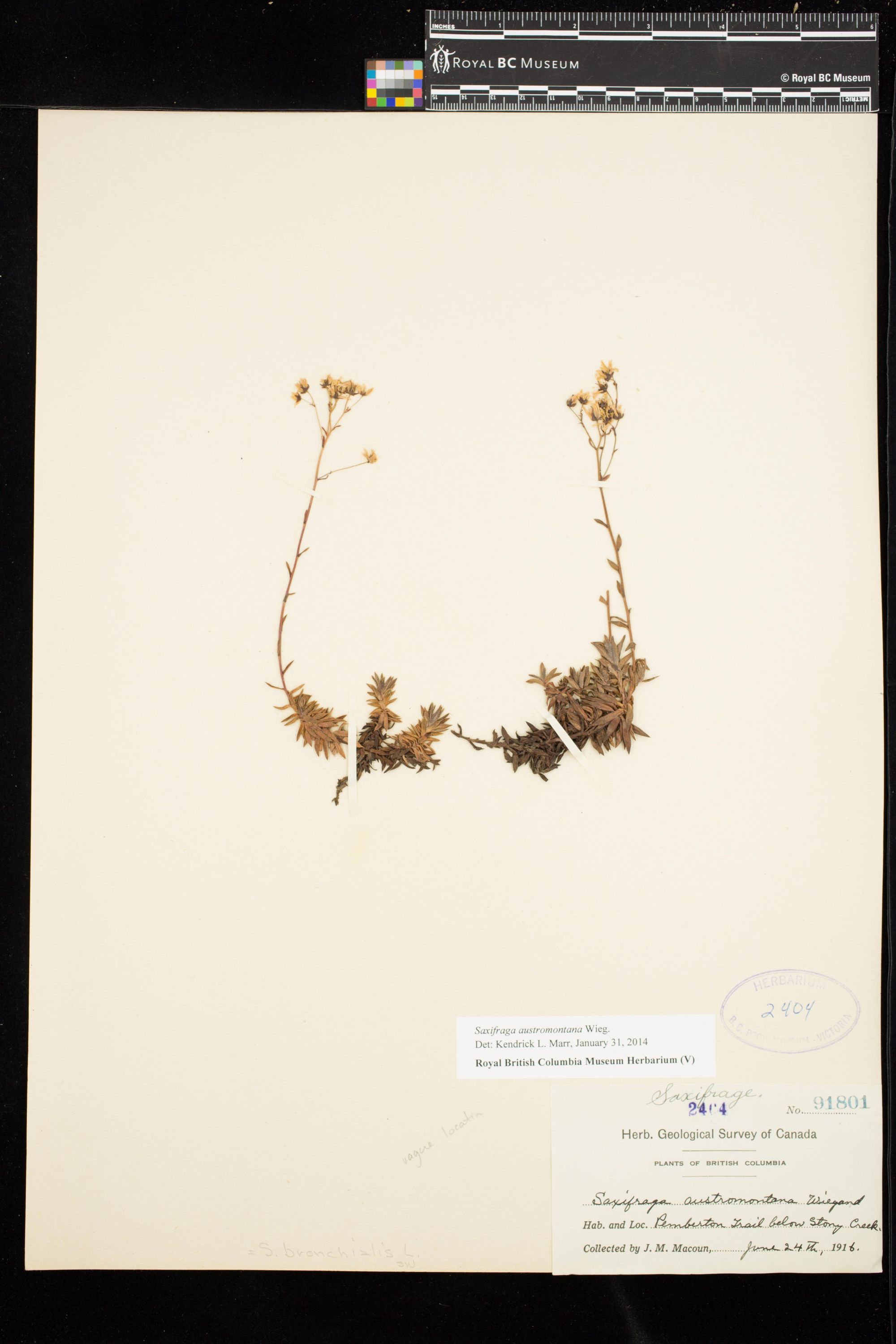 Image representing Saxifraga austromontana.