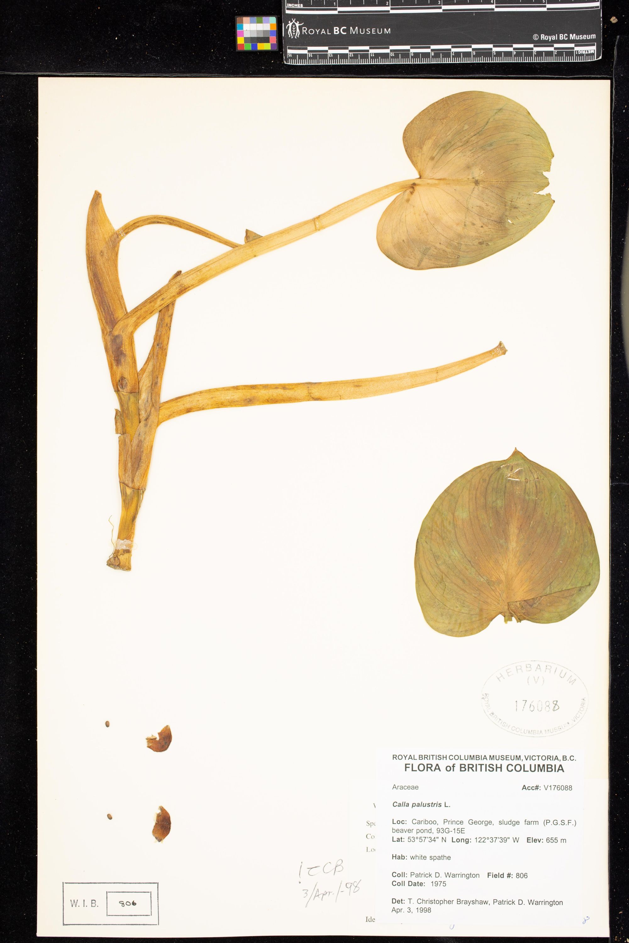 Image representing Calla palustris.