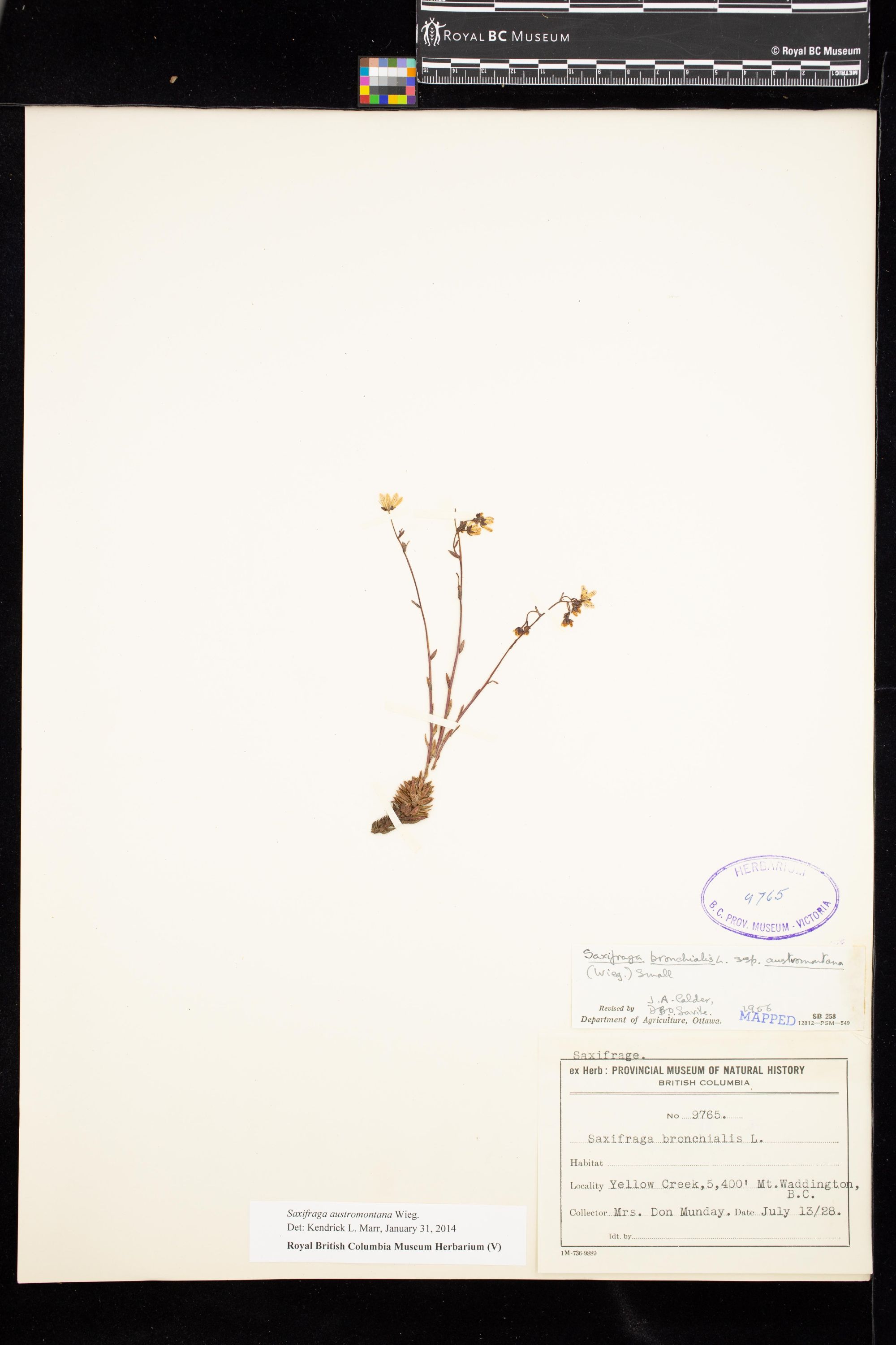 Image representing Saxifraga austromontana.