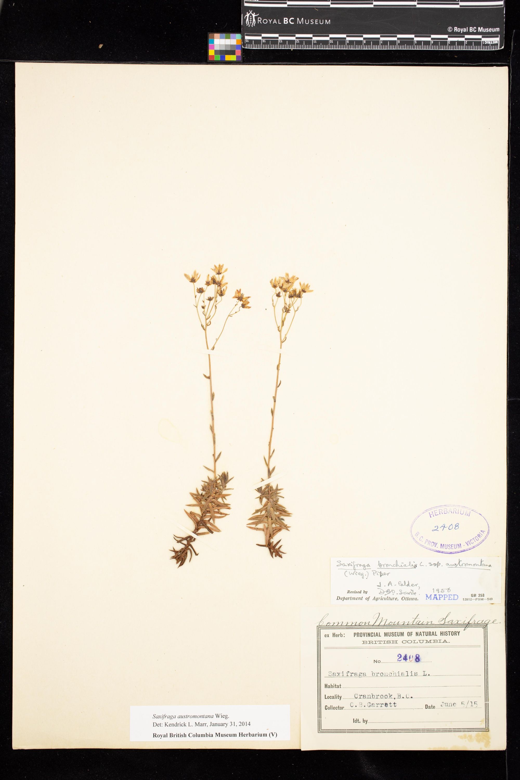 Image representing Saxifraga austromontana.