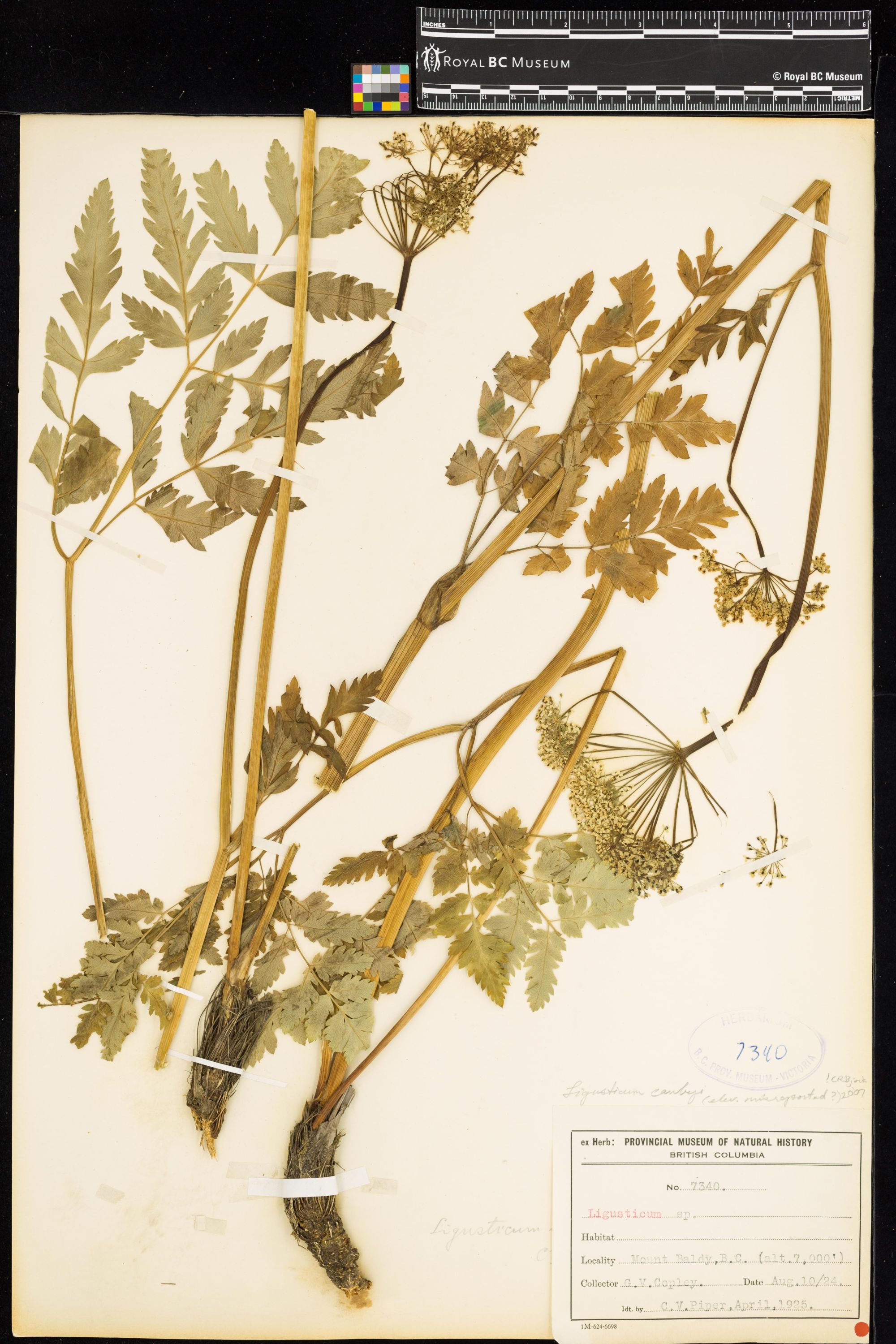 Image representing Ligusticum canbyi.