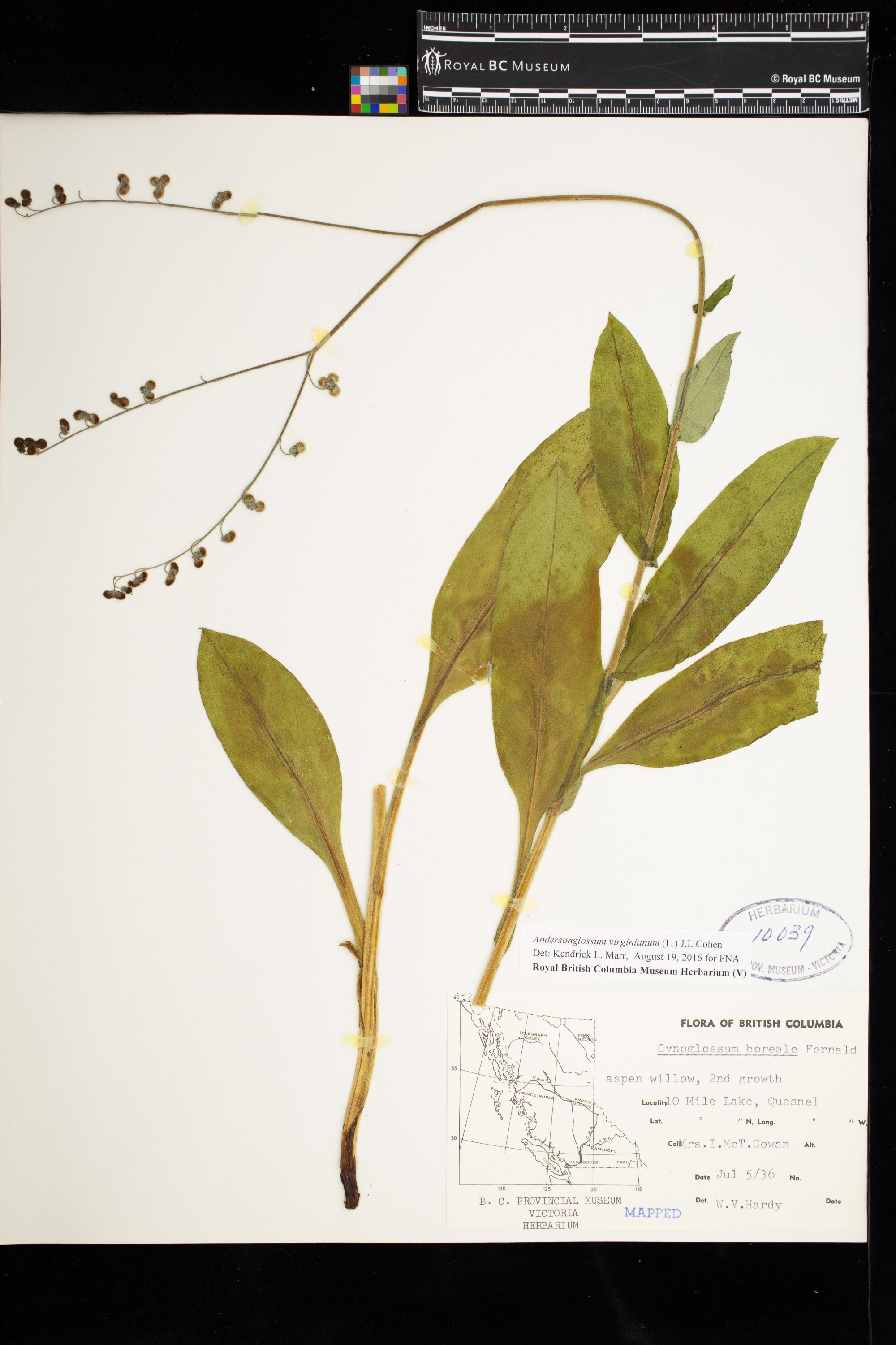 Image representing Andersonglossum virginianum.