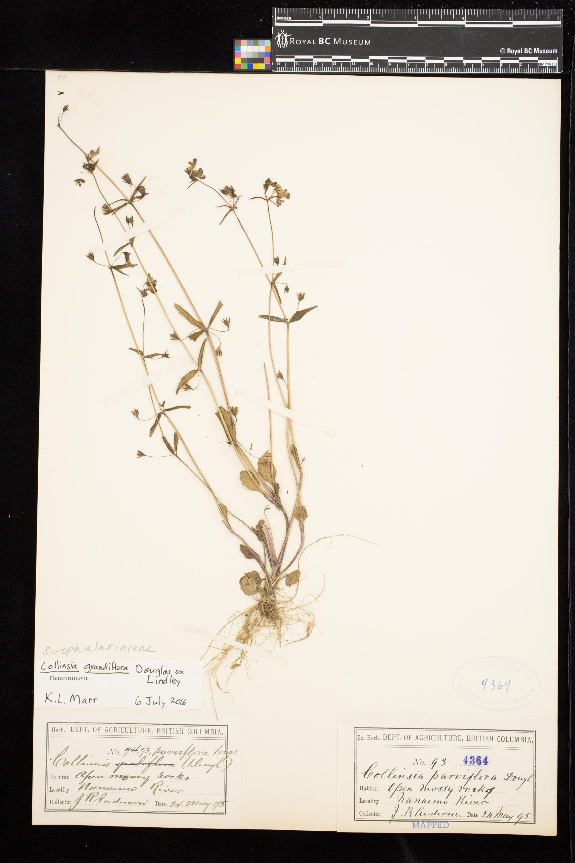 Image representing Collinsia grandiflora.