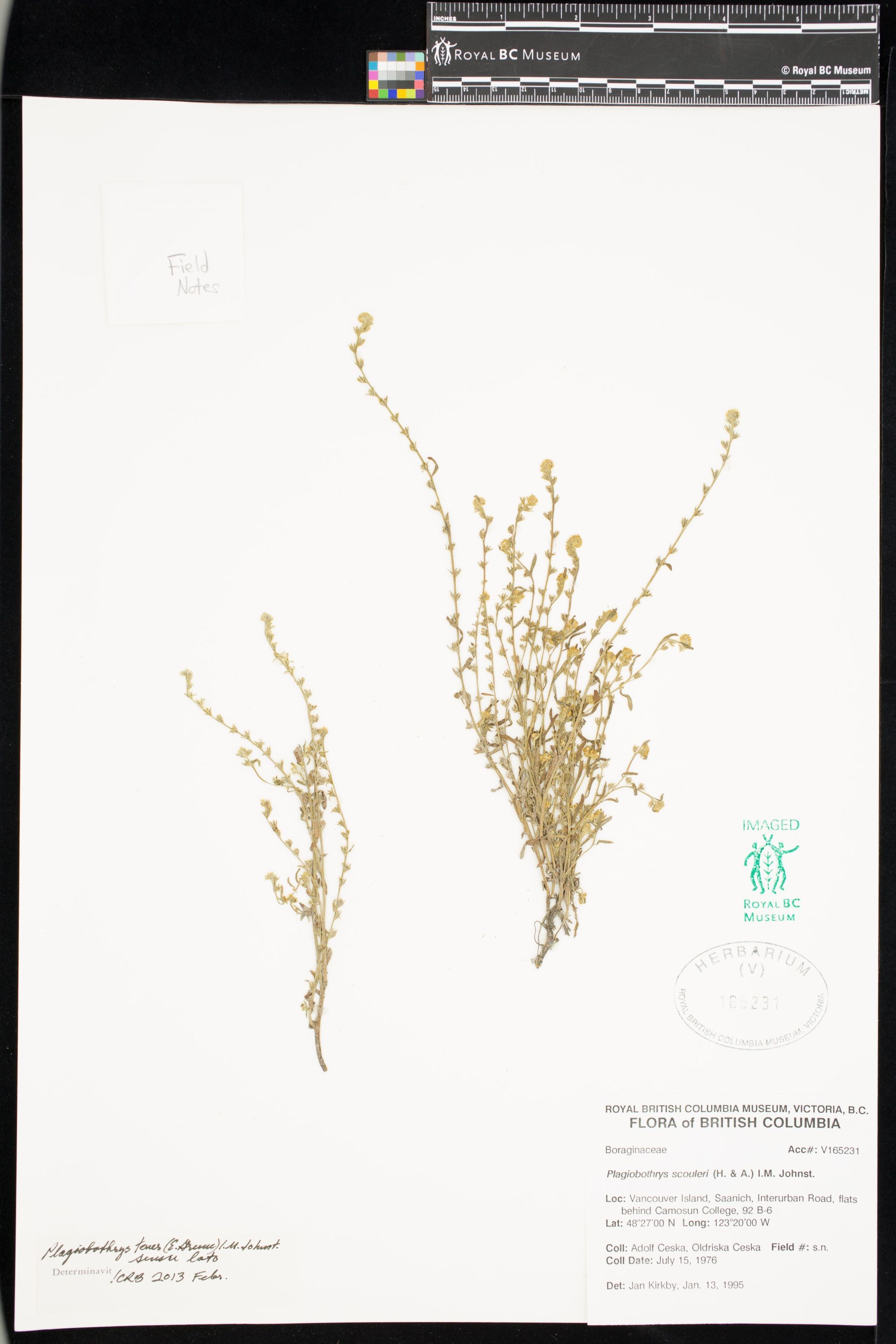 Image representing Plagiobothrys tener.