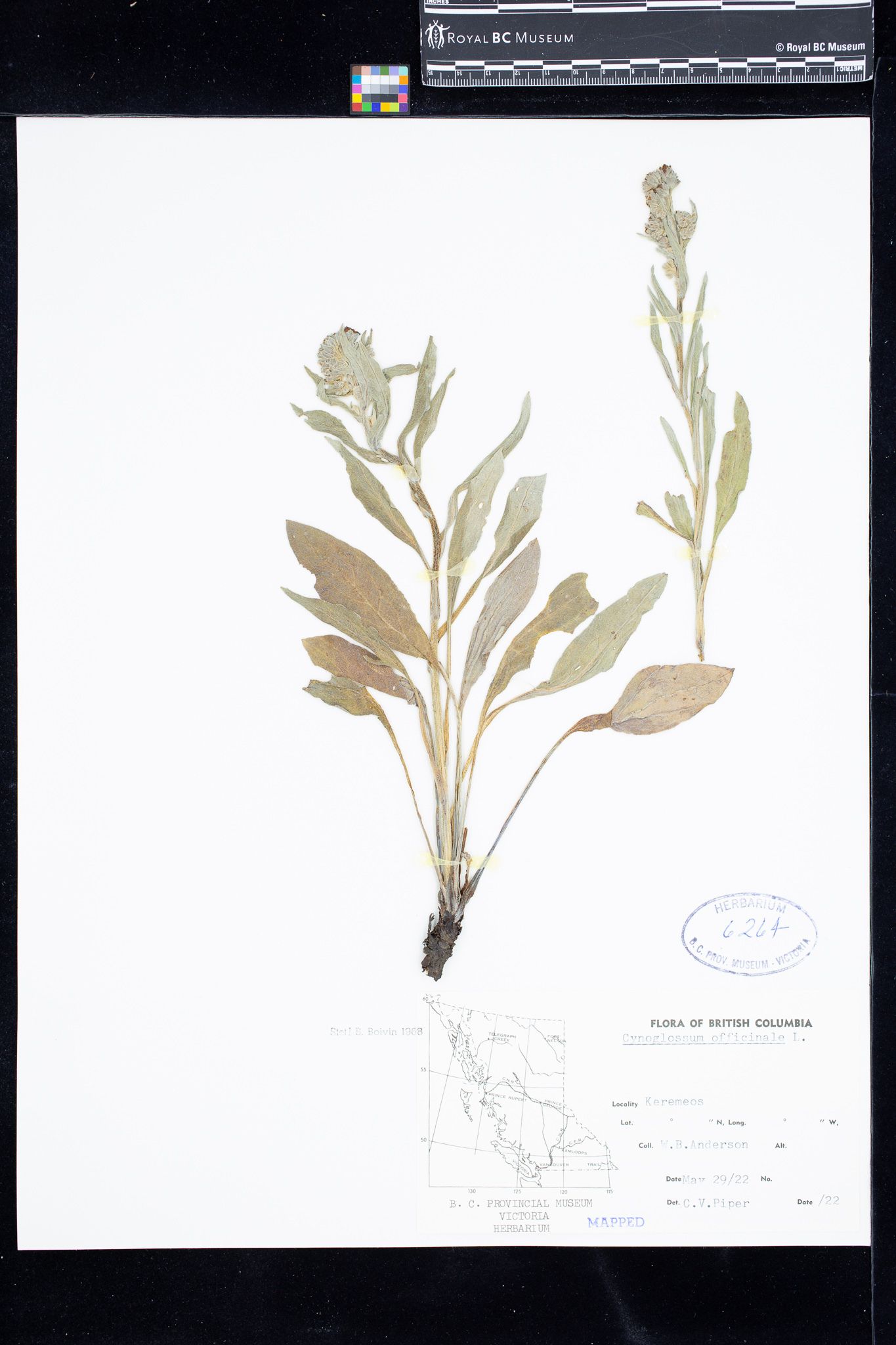 Image representing Cynoglossum officinale.