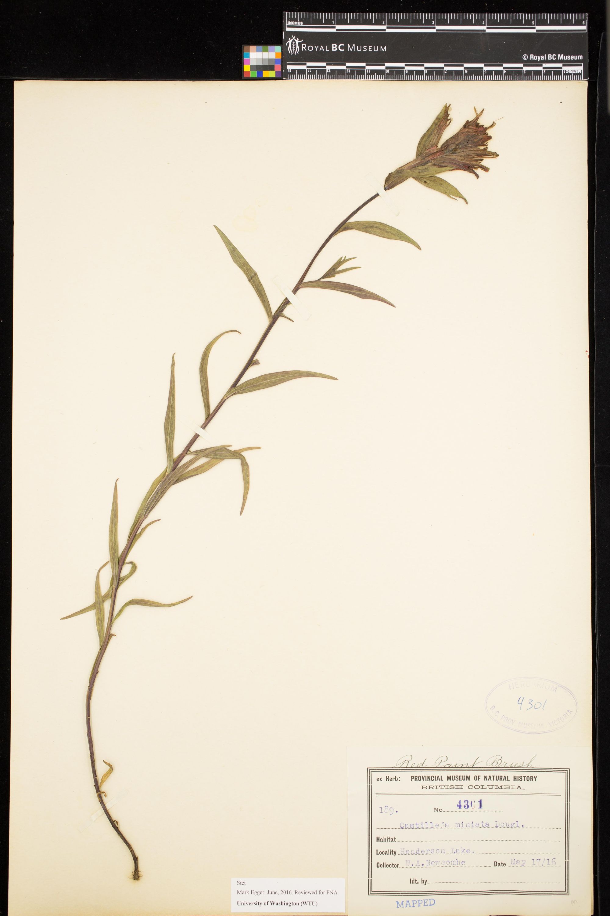 Image representing Castilleja miniata.