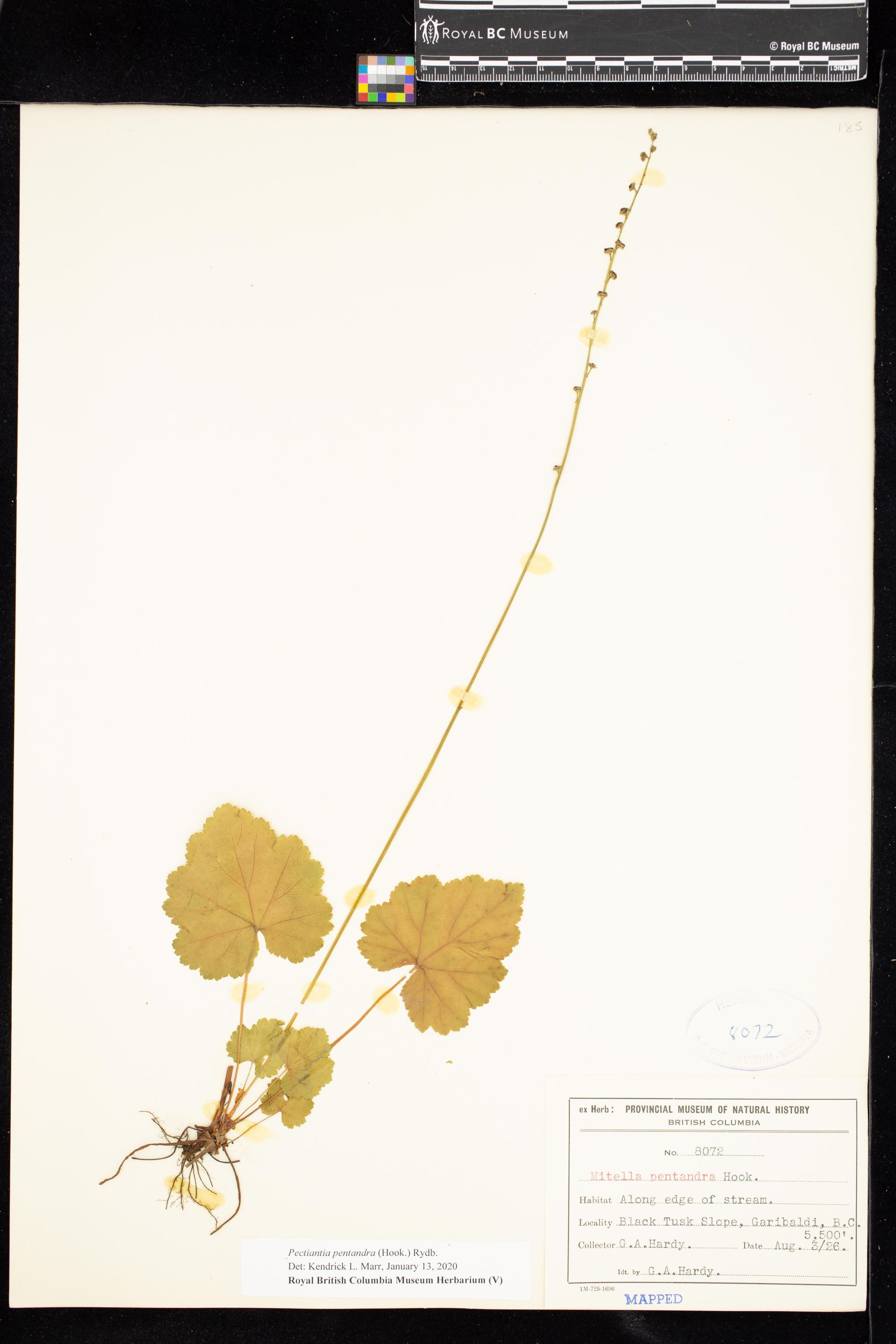 Image representing Pectiantia pentandra.