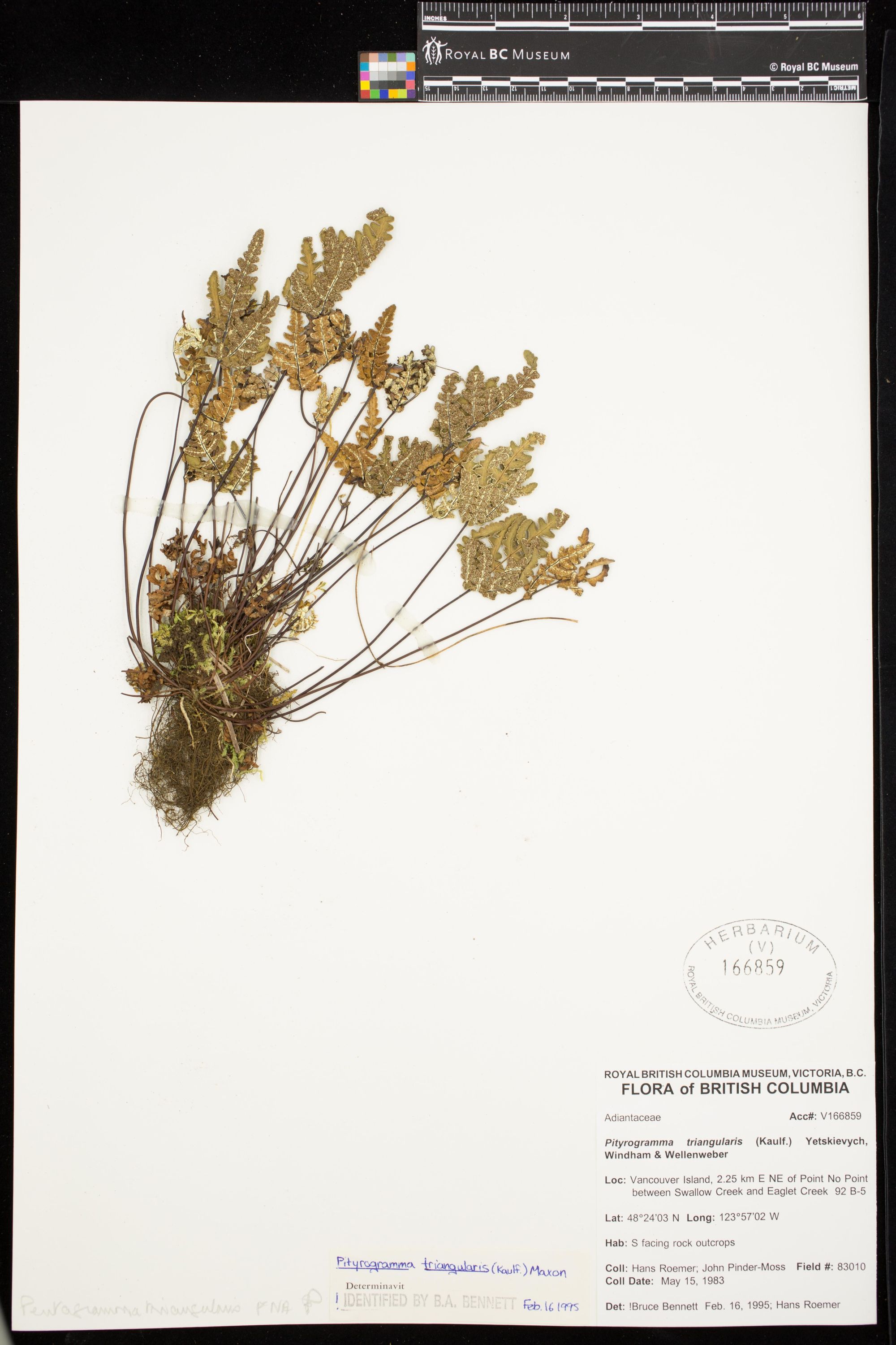 Image representing Pentagramma triangularis.