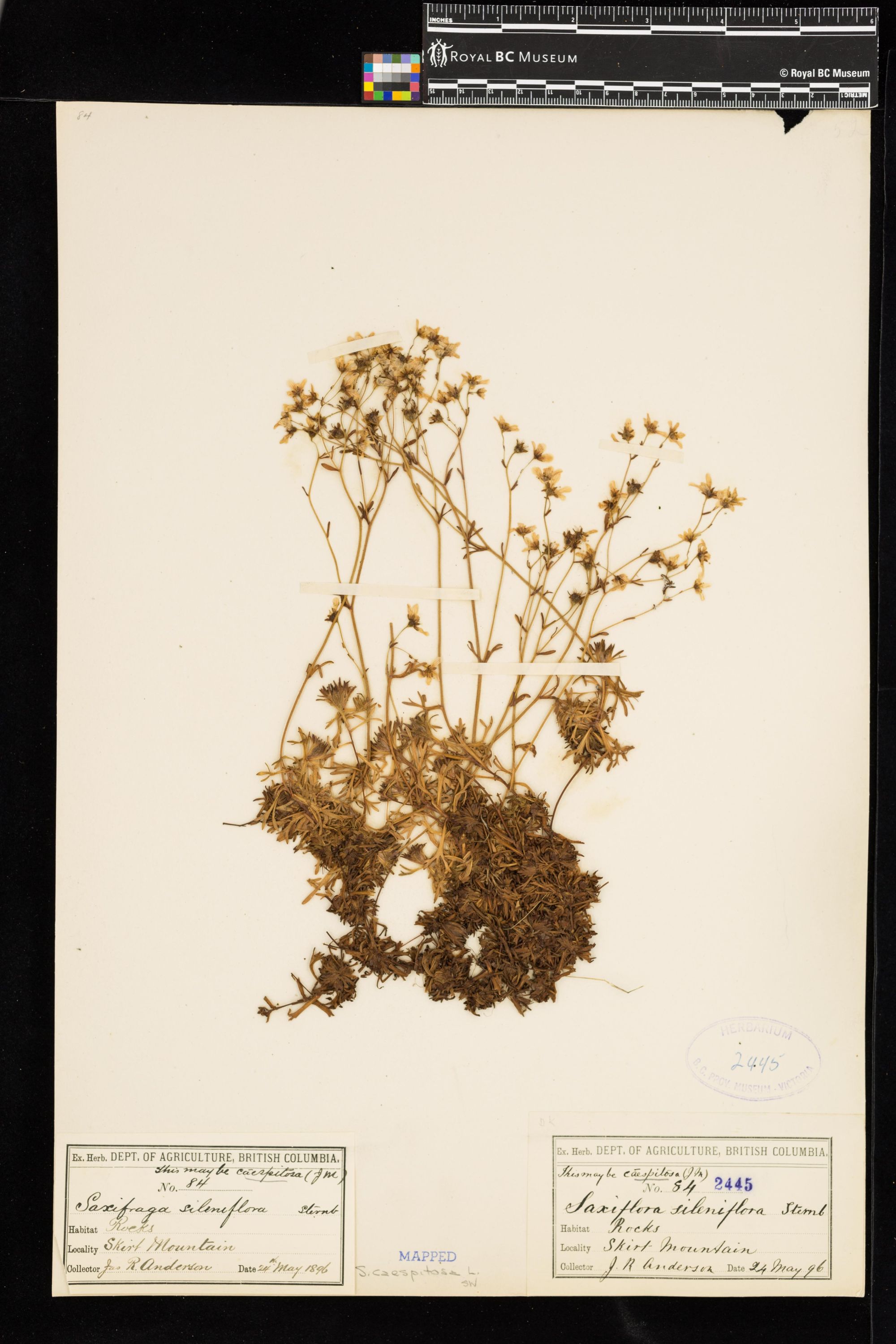 Image representing Saxifraga caespitosa.