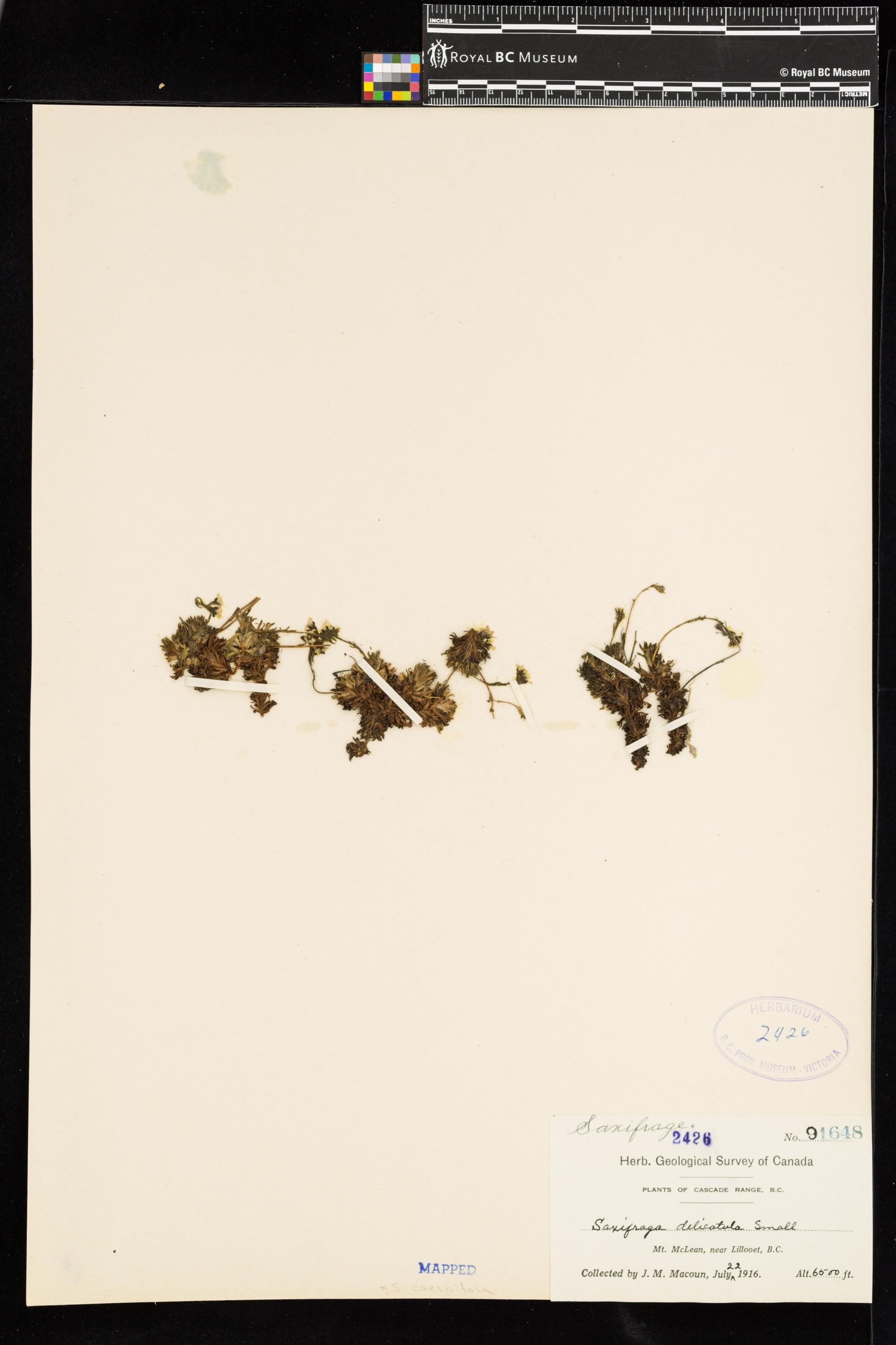 Image representing Saxifraga caespitosa.